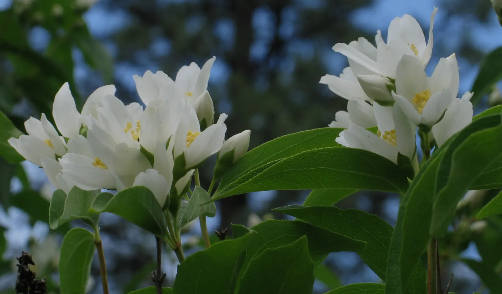 Mock Orange (Philadelphus Coronarius) — or as a standalone specimen in residential or park settings; the Mock Orange thrives in medium moisture, image 125