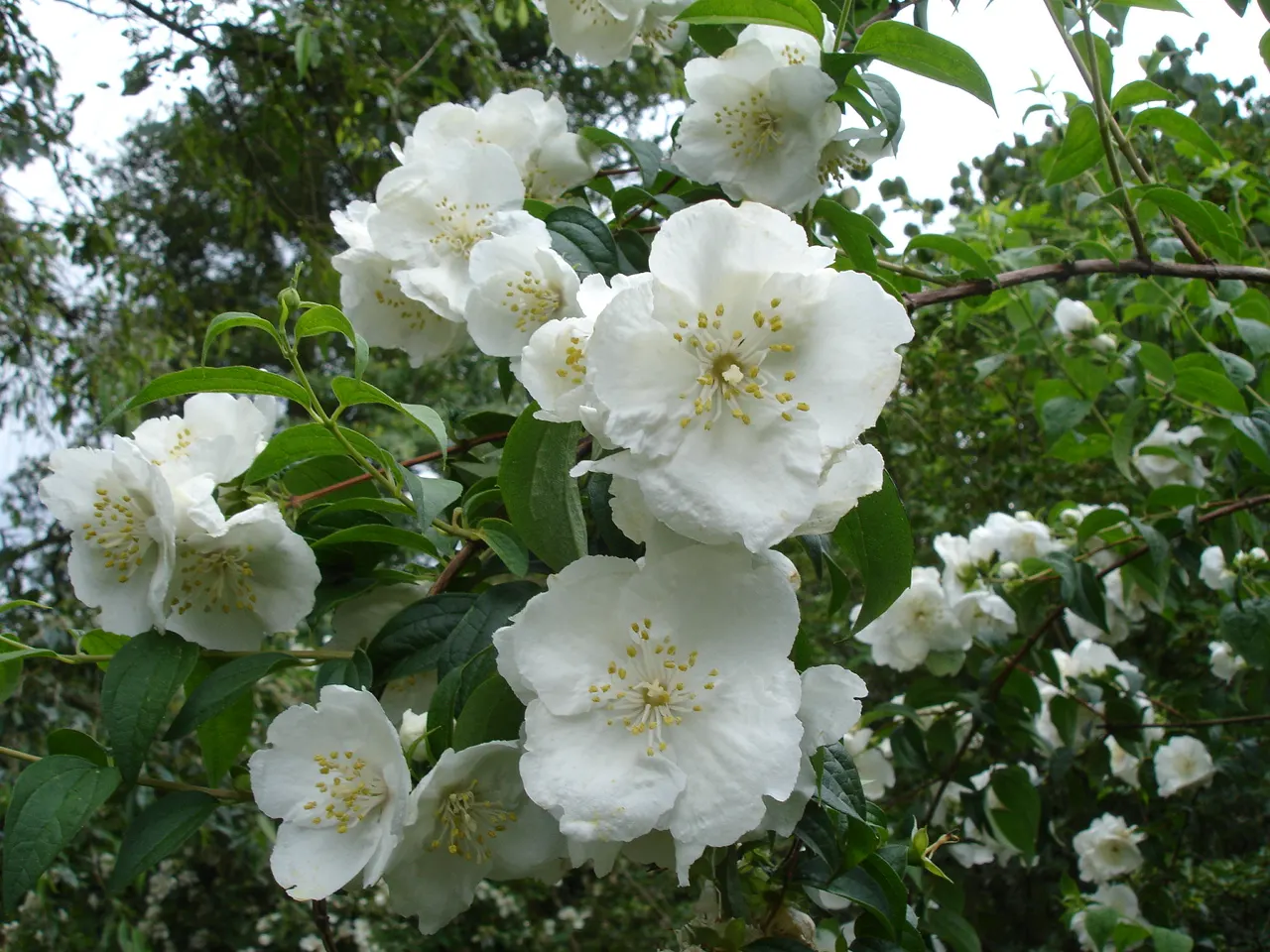 Mock Orange (Philadelphus Coronarius) — Ideal for a hedgerow or accent plant, it flourishes in USDA zones 4-8 and prefers full sun to partial, image 146