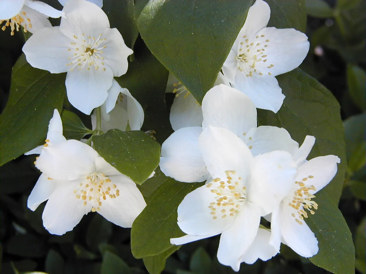 Mock Orange (Philadelphus Coronarius) — the Mock Orange thrives in medium moisture; scientifically termed Philadelphus coronarius