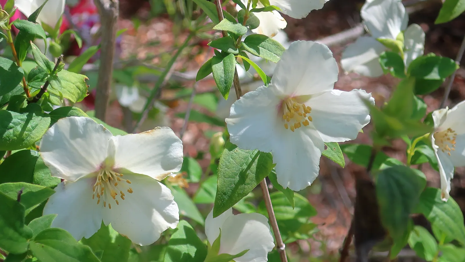 Mock Orange (Philadelphus Coronarius) — shrub with white blooms; which burst into bloom in late spring to early summer