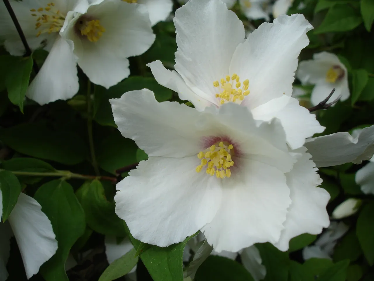 Mock Orange (Philadelphus Coronarius) — turning yellow in fall for a subtle display of autumn color.<br><br>Hardy in USDA zones 4 through 8; white flowers in