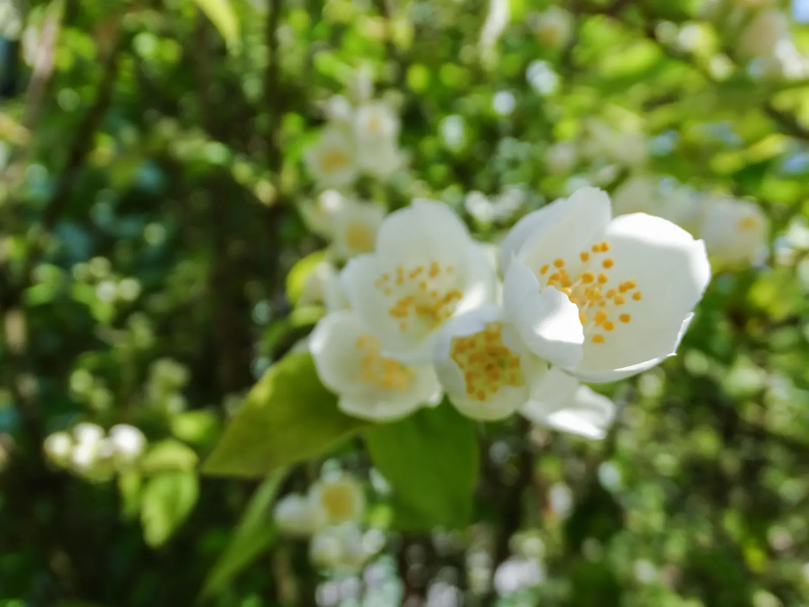 Mock Orange (Philadelphus Coronarius) — Its easy maintenance and adaptable nature make it an excellent choice for foundation plantings; it matures, image 44