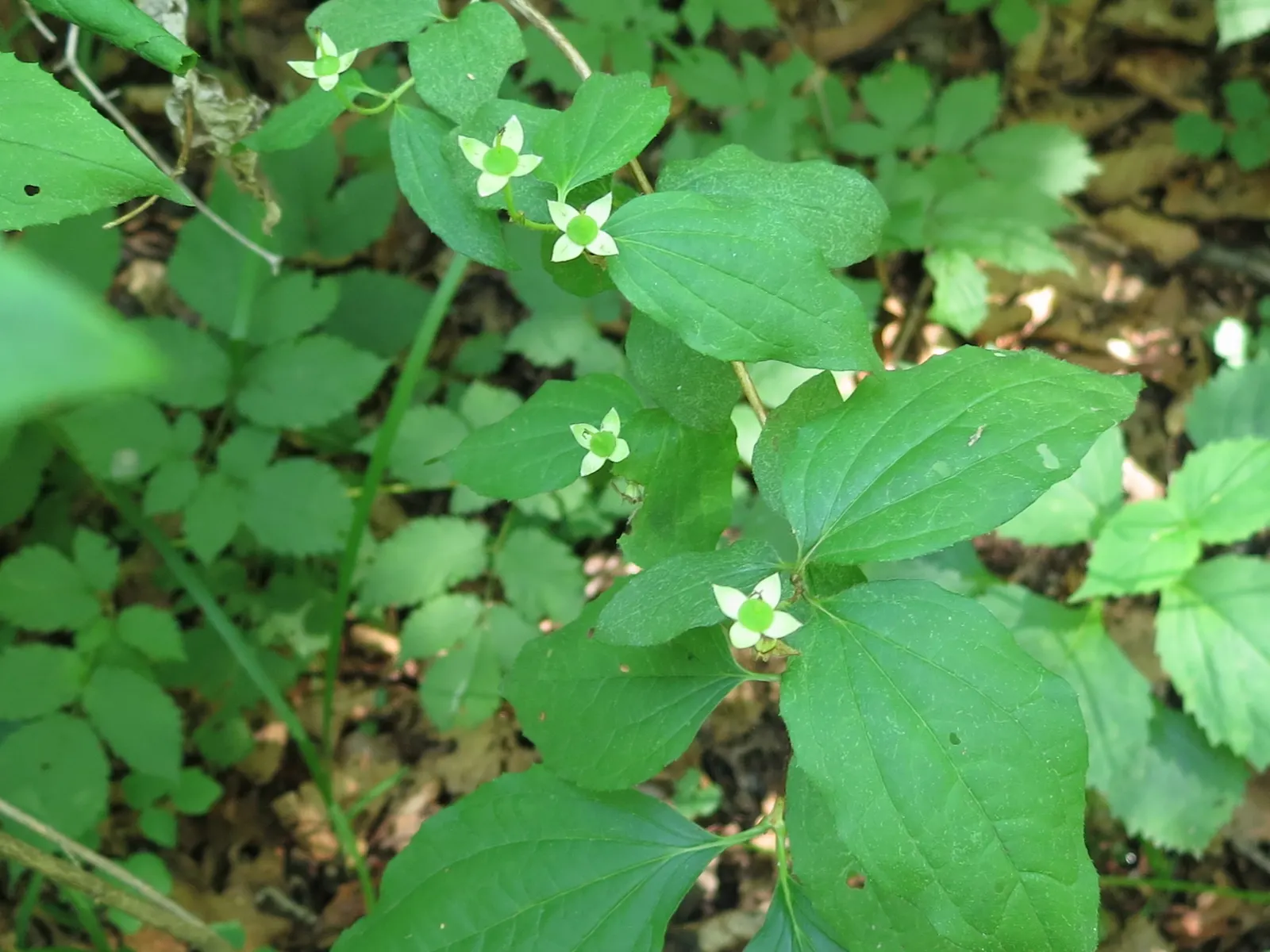 Mock Orange (Philadelphus Coronarius) — It matures to 10-12 feet in height and spans approximately 6-10 feet wide; regular pruning encourages, image 33