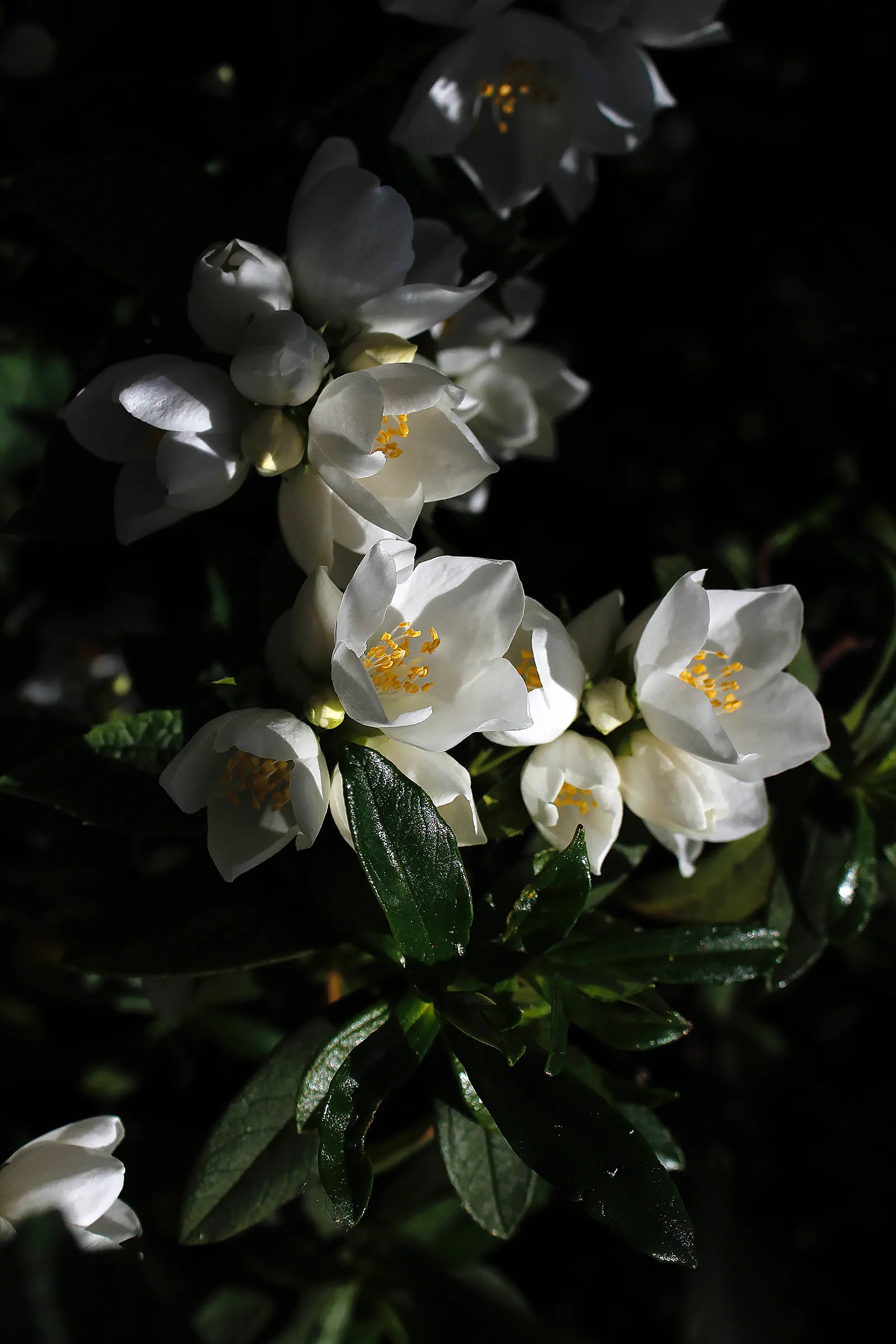 Mock Orange (Philadelphus Coronarius) — It matures to 10-12 feet in height and spans approximately 6-10 feet wide; regular pruning encourages, image 81