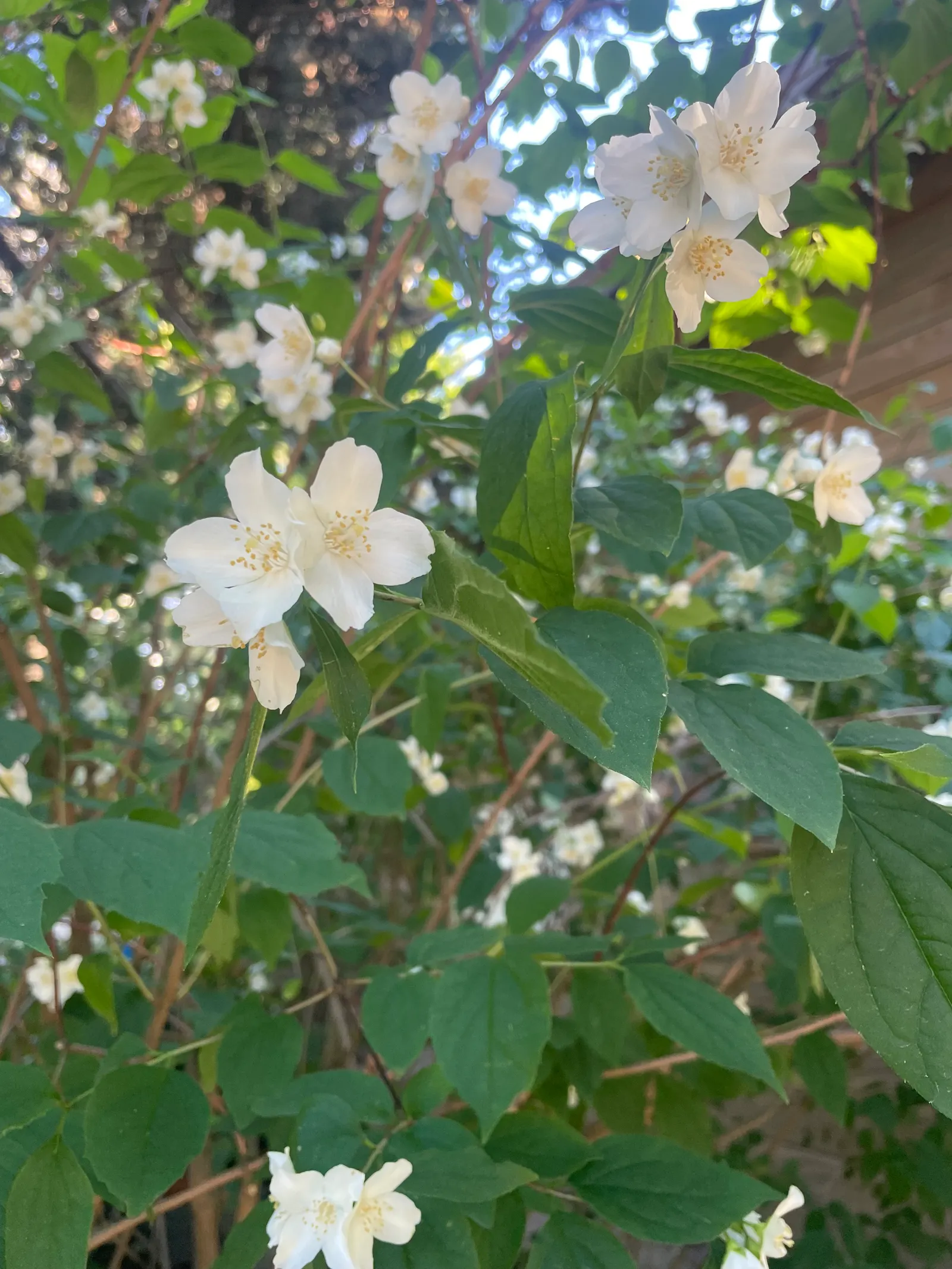 Mock Orange (Philadelphus Coronarius) — Ideal for a hedgerow or accent plant, it flourishes in USDA zones 4-8 and prefers full sun to partial, image 34