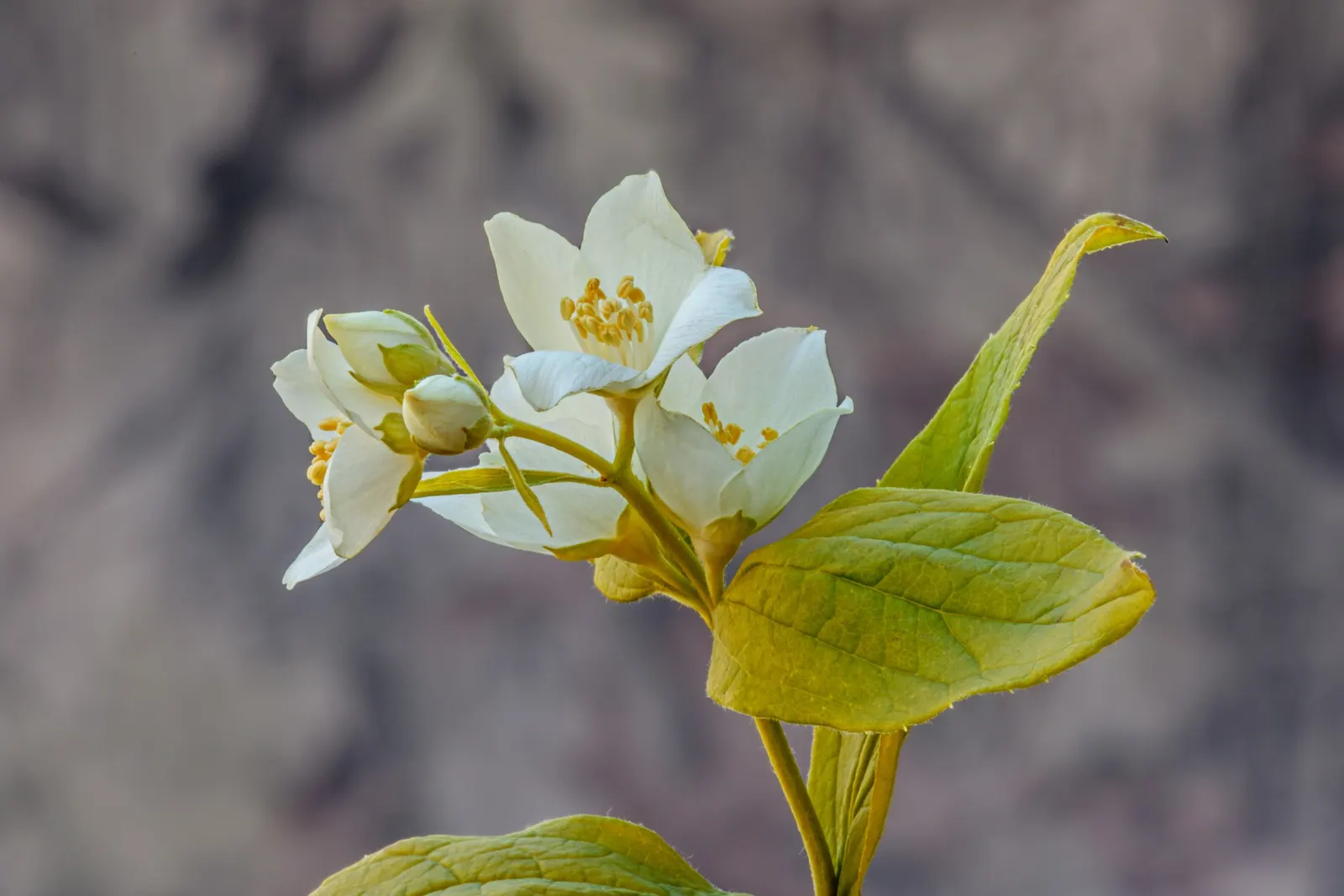 Mock Orange (Philadelphus Coronarius) — scientifically termed Philadelphus coronarius; shrub for full or half, image 149
