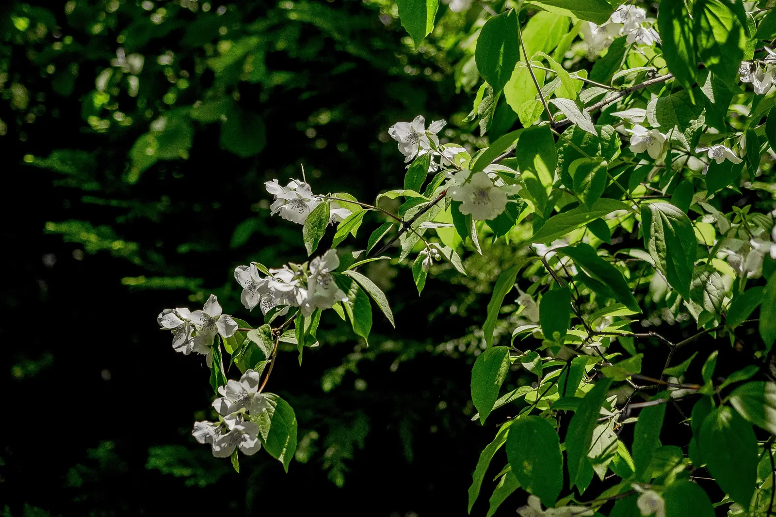 Mock Orange (Philadelphus Coronarius) — Its easy maintenance and adaptable nature make it an excellent choice for foundation plantings; it matures to 10-12