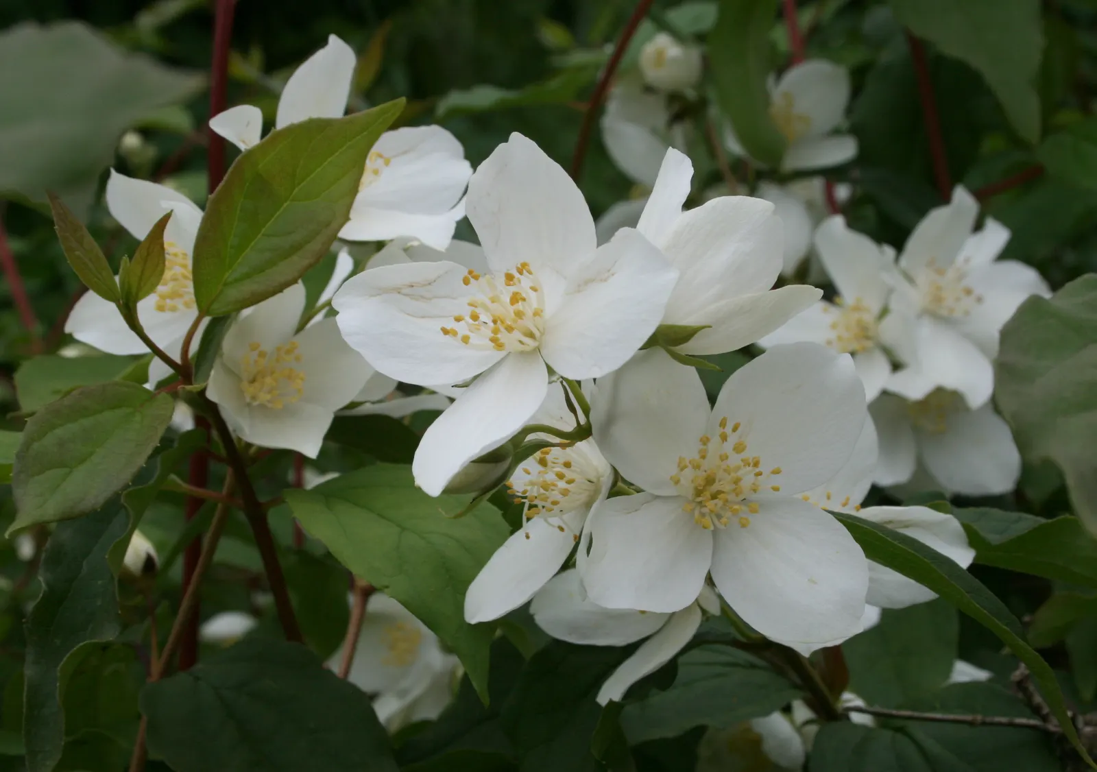 Mock Orange (Philadelphus Coronarius) — enriching garden aesthetics while attracting pollinators like butterflies and bees; it benefits from, image 123