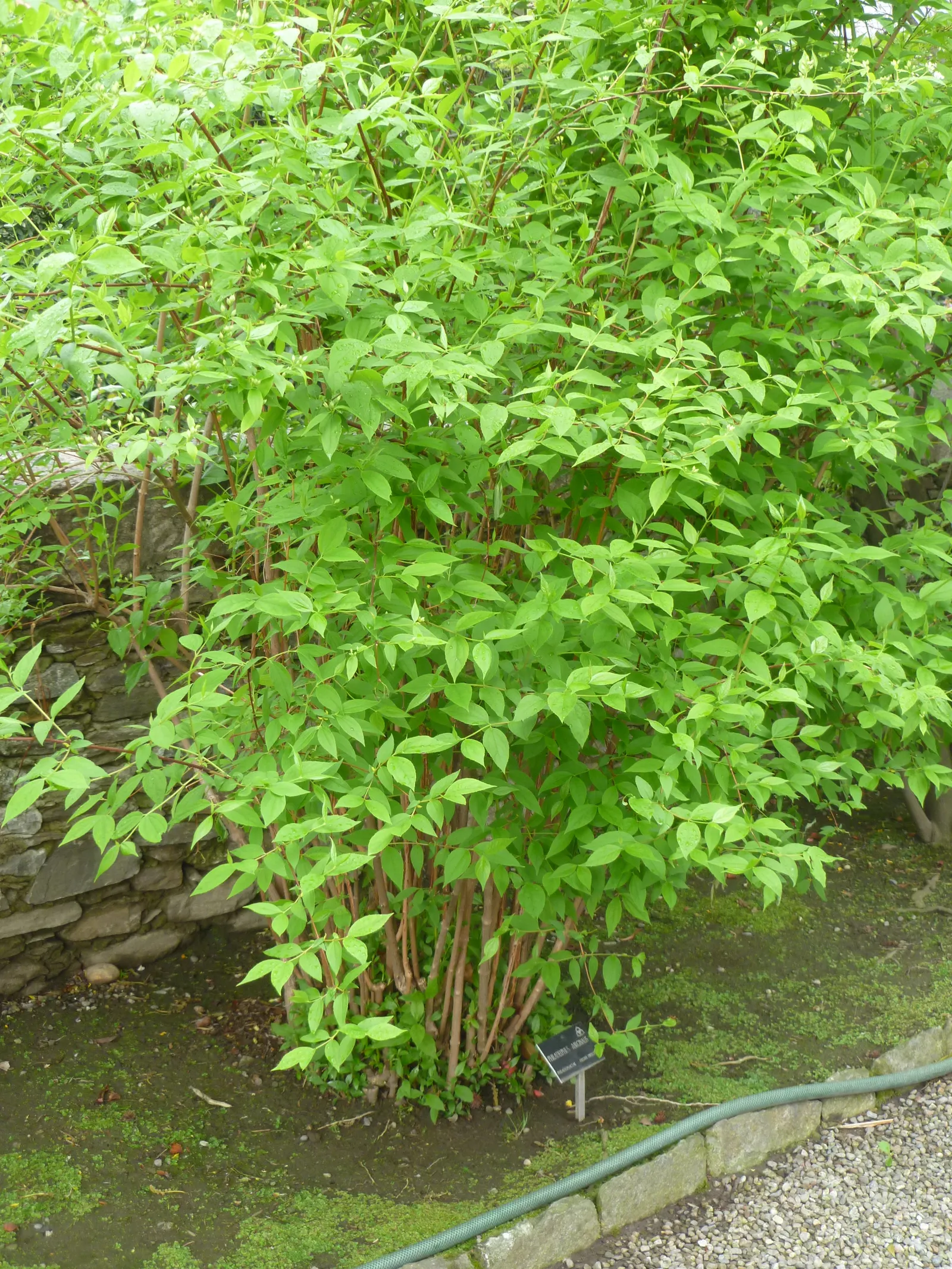 Mock Orange (Philadelphus Coronarius) — Hardy and low-maintenance, it features oval-shaped leaves and delicate white flowers that attract, image 67