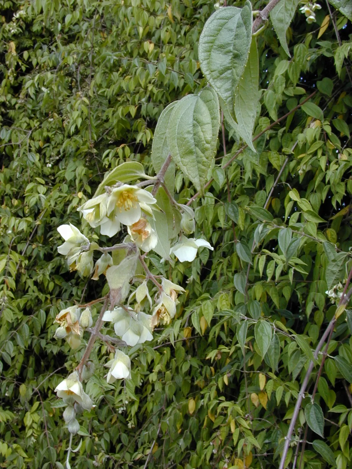 Mock Orange (Philadelphus Coronarius) — It matures to 10-12 feet in height and spans approximately 6-10 feet wide; regular pruning encourages, image 65