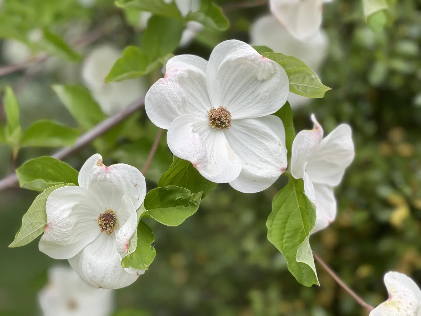 Mock Orange (Philadelphus Coronarius) — shrub for full or half; or as a standalone specimen in residential or park settings, image 48