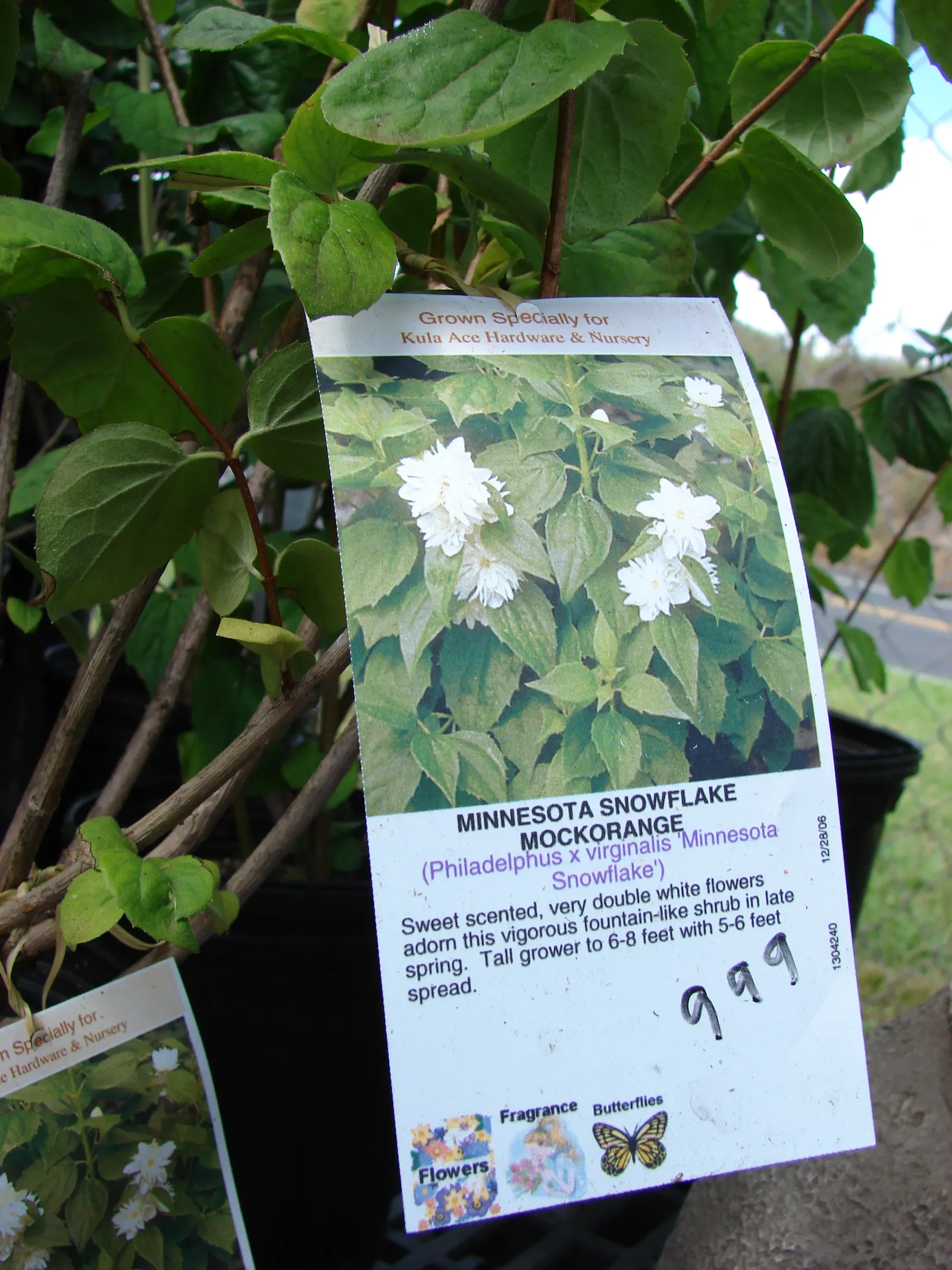 Mock Orange (Philadelphus Coronarius) — shrub for full or half; or as a standalone specimen in residential or park settings, image 64