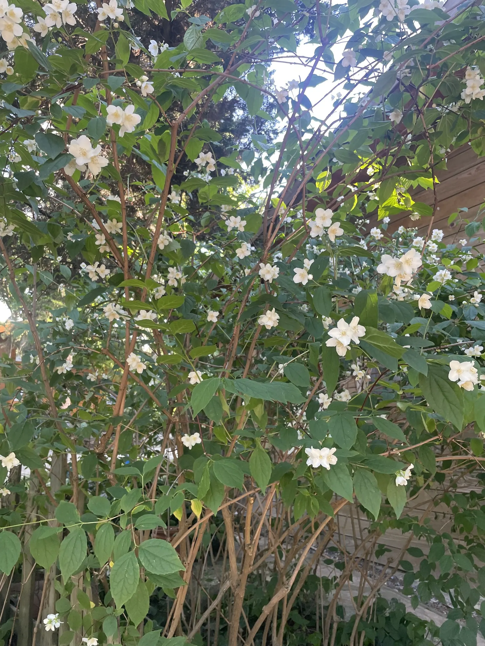 Mock Orange (Philadelphus Coronarius) — shrub with white blooms; which burst into bloom in late spring to early summer, image 63