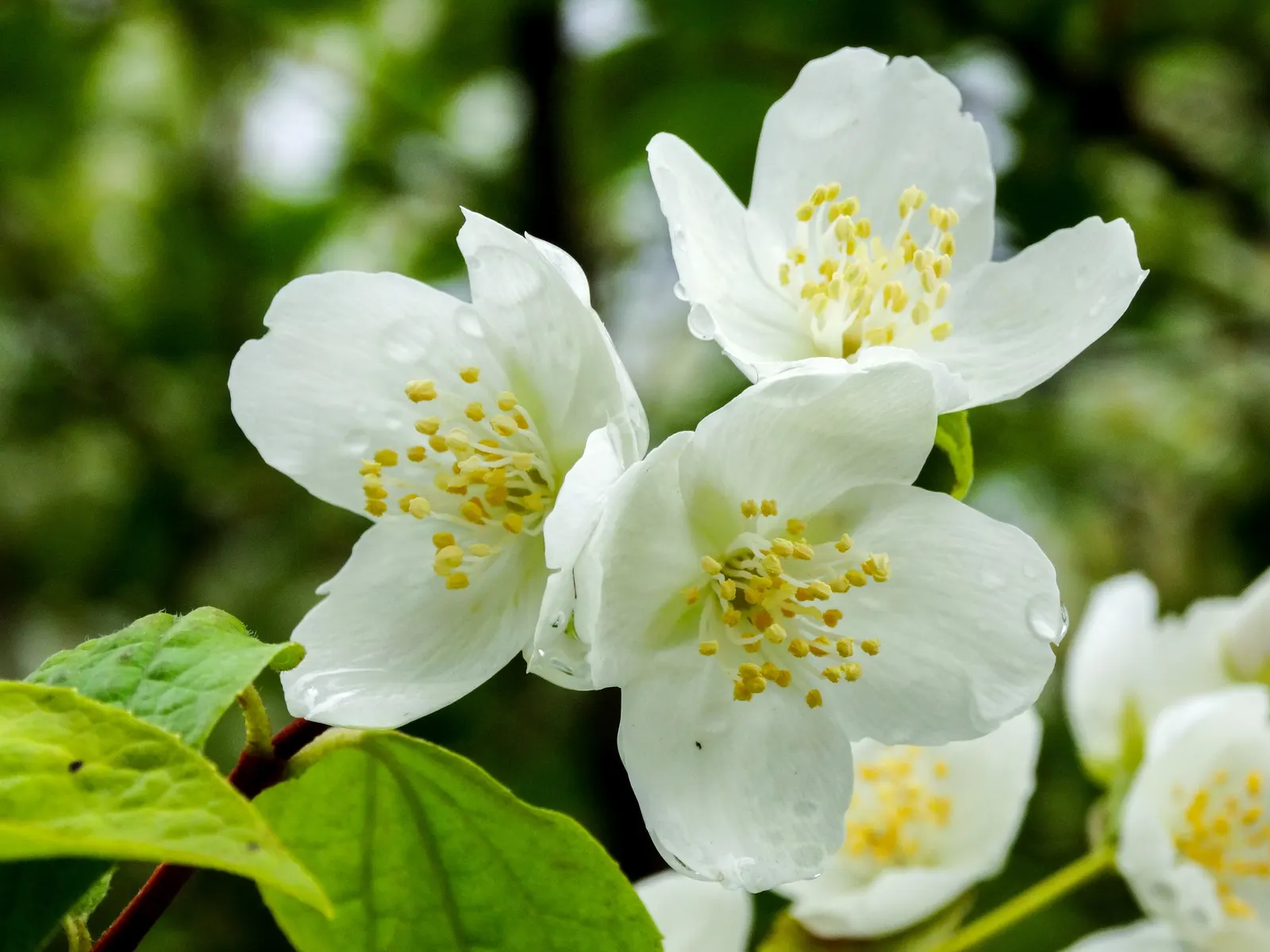 Mock Orange (Philadelphus Coronarius) — and prefers full sun to part shade; its easy maintenance and adaptable nature make it an excellent choice, image 89