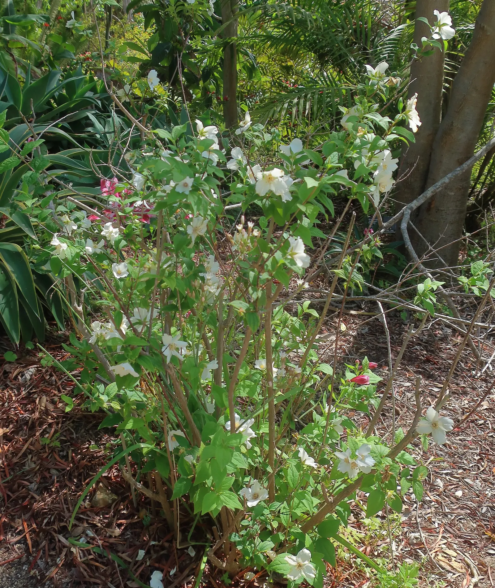 Mock Orange (Philadelphus Coronarius) — the Mock Orange thrives in medium moisture; scientifically termed Philadelphus coronarius, image 104