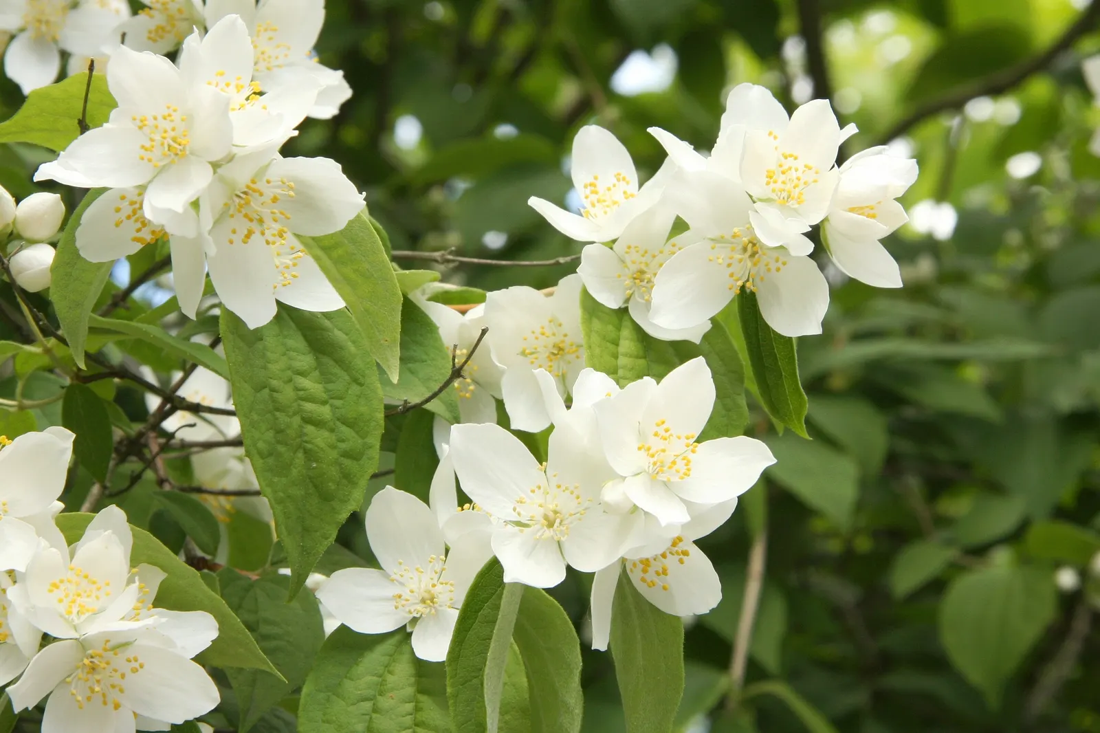 Mock Orange (Philadelphus Coronarius) — It benefits from occasional pruning immediately after flowering; hardy and low-maintenance, it features, image 42