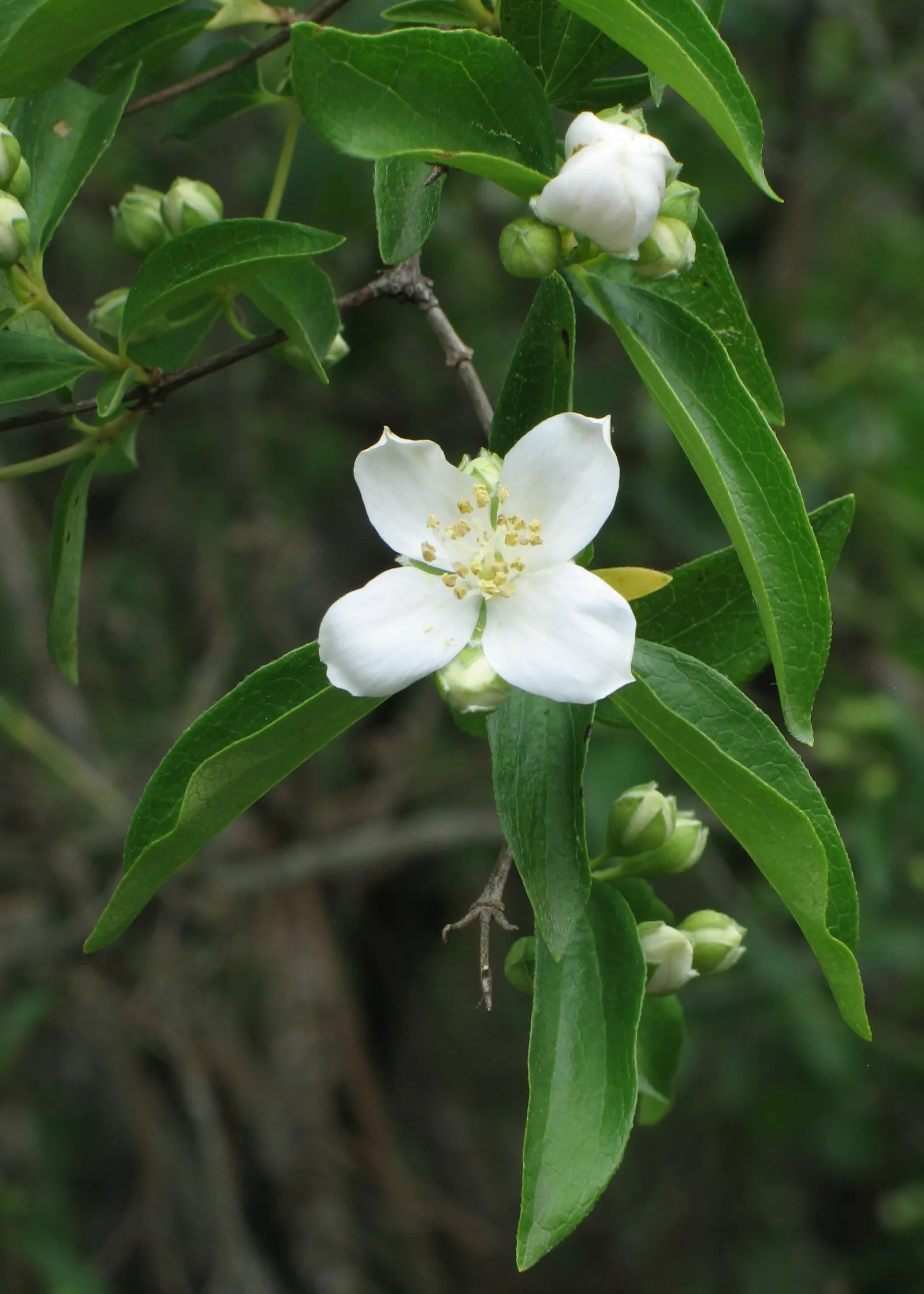 Mock Orange (Philadelphus Coronarius) — and prefers full sun to part shade; its easy maintenance and adaptable nature make it an excellent choice for