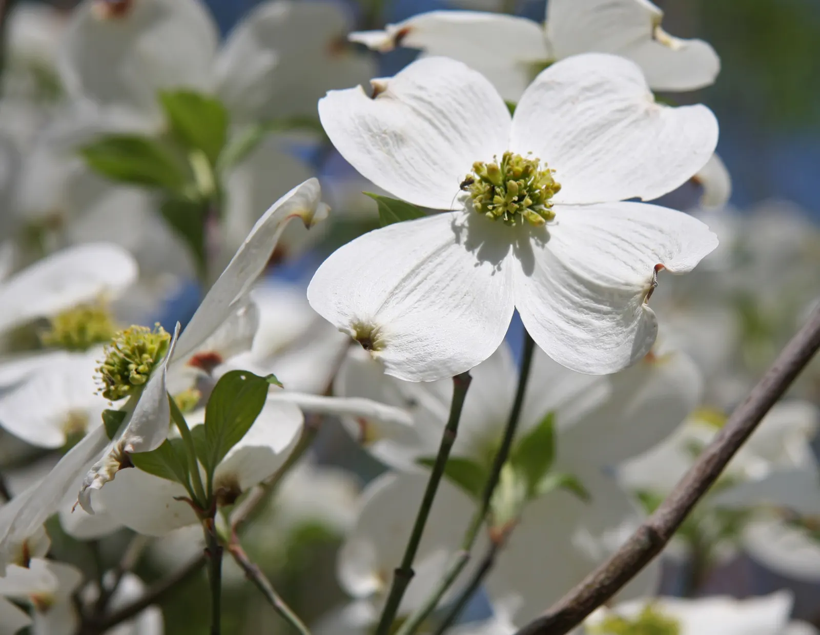 Mock Orange (Philadelphus Coronarius) — It matures to 10-12 feet in height and spans approximately 6-10 feet wide; regular pruning encourages, image 97