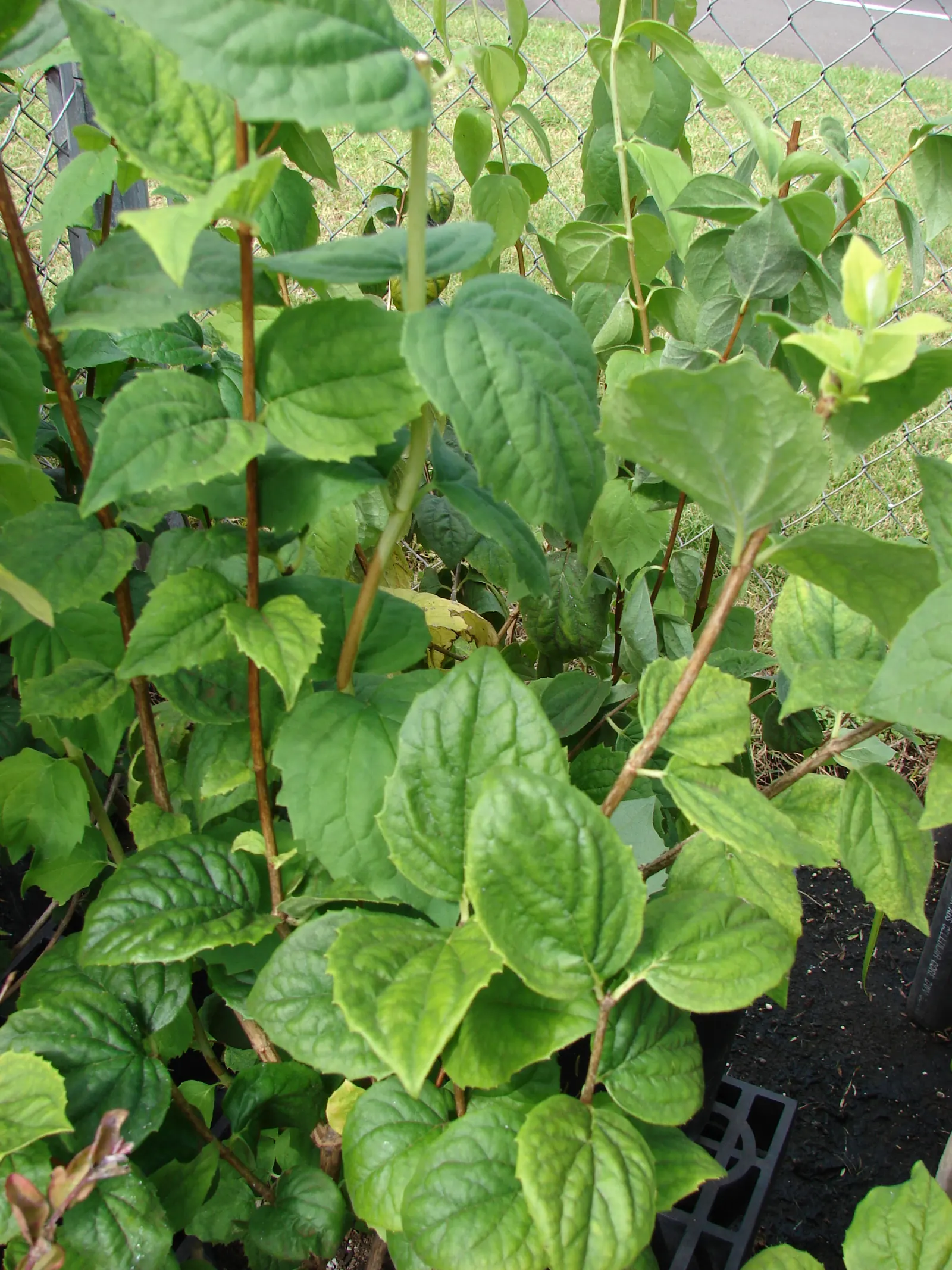Mock Orange (Philadelphus Coronarius) — shrub for full or half; or as a standalone specimen in residential or park settings, image 80
