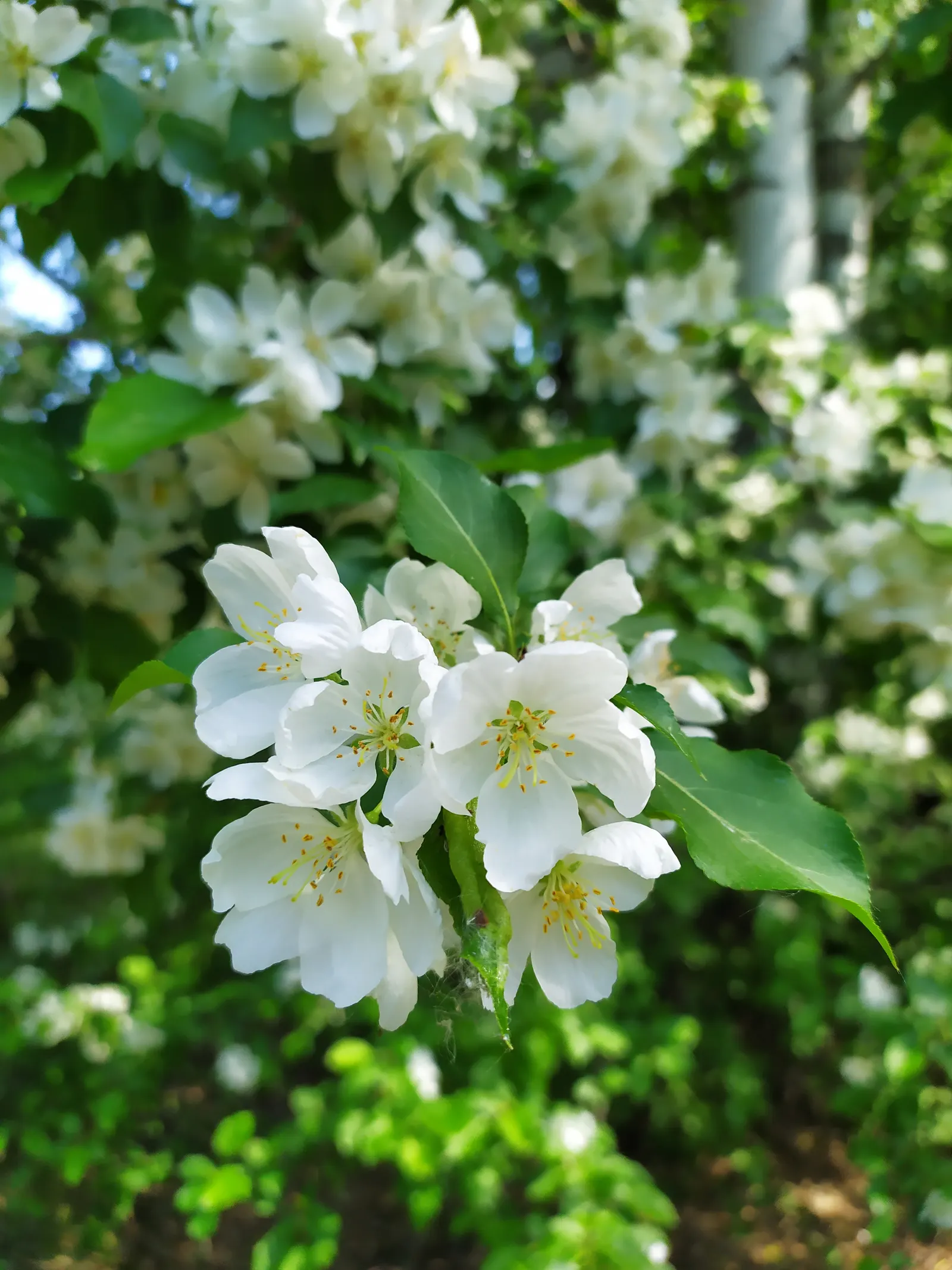 Mock Orange (Philadelphus Coronarius) — It matures to 10-12 feet in height and spans approximately 6-10 feet wide; regular pruning encourages, image 113