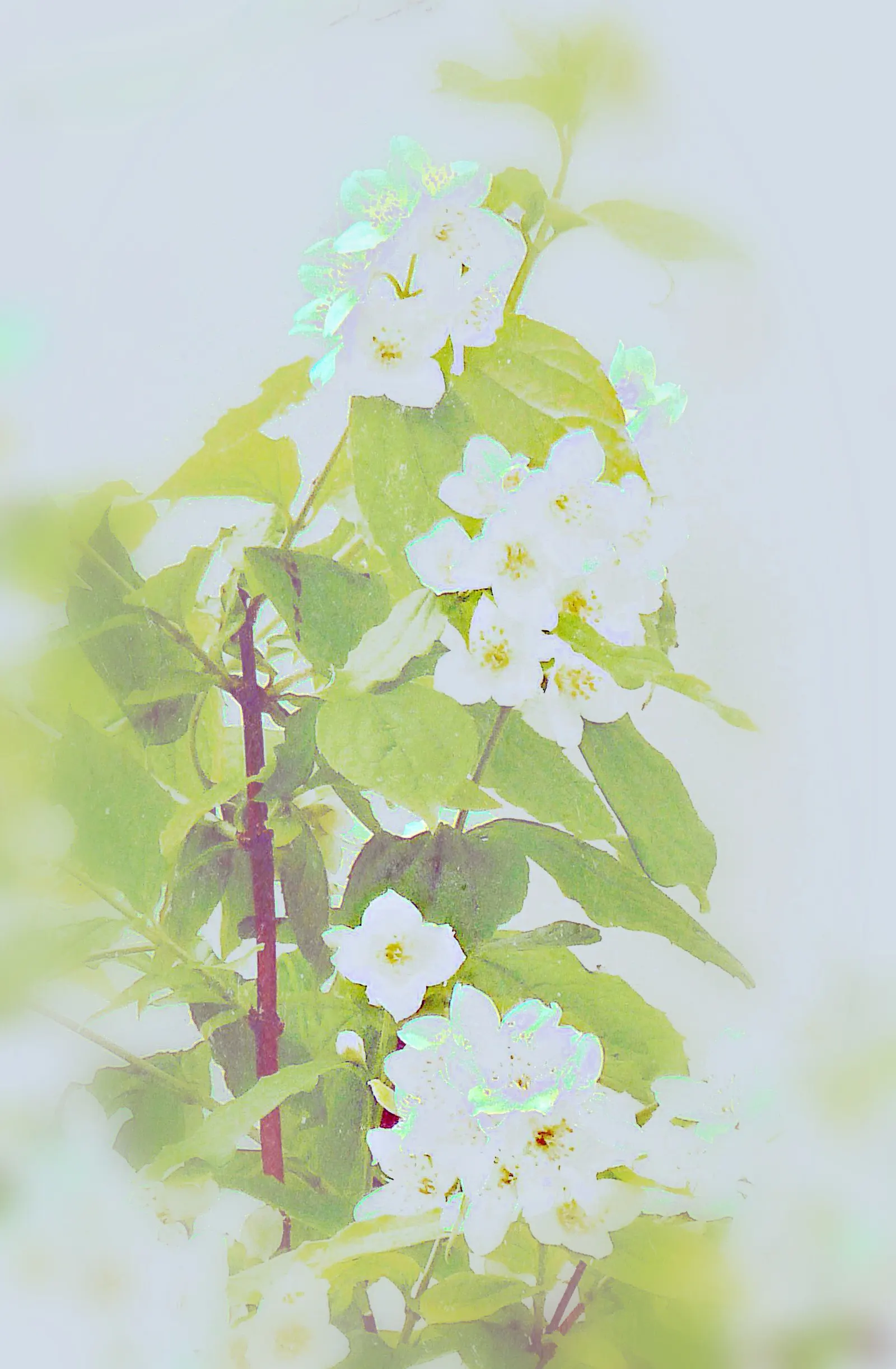Mock Orange (Philadelphus Coronarius) — white flowers in the garden; shrub with white blooms