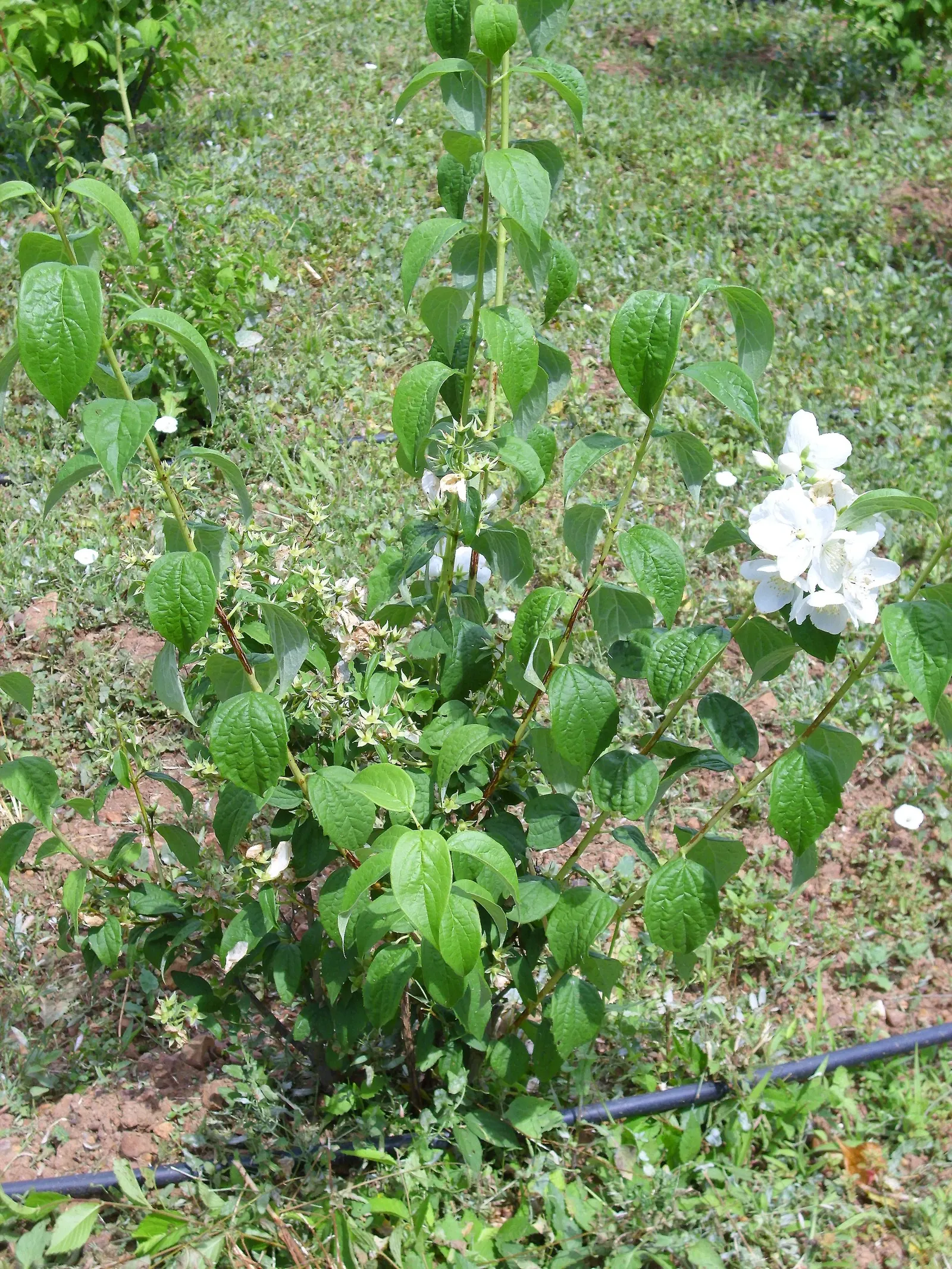Mock Orange (Philadelphus Coronarius) — Ideal for a hedgerow or accent plant, it flourishes in USDA zones 4-8 and prefers full sun to partial shade; enriching