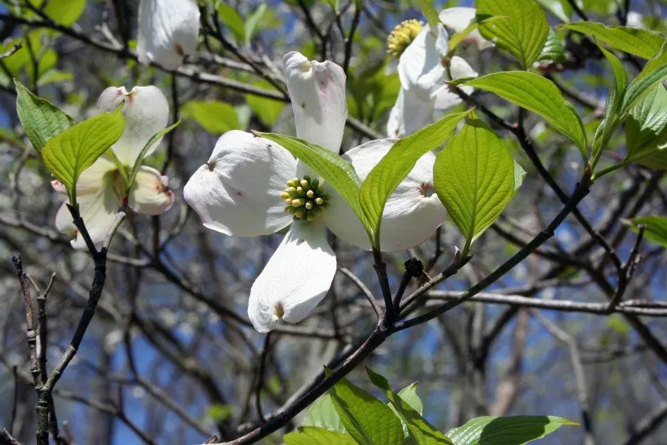 Mock Orange (Philadelphus Coronarius) — the Mock Orange thrives in medium moisture; scientifically termed Philadelphus coronarius, image 40