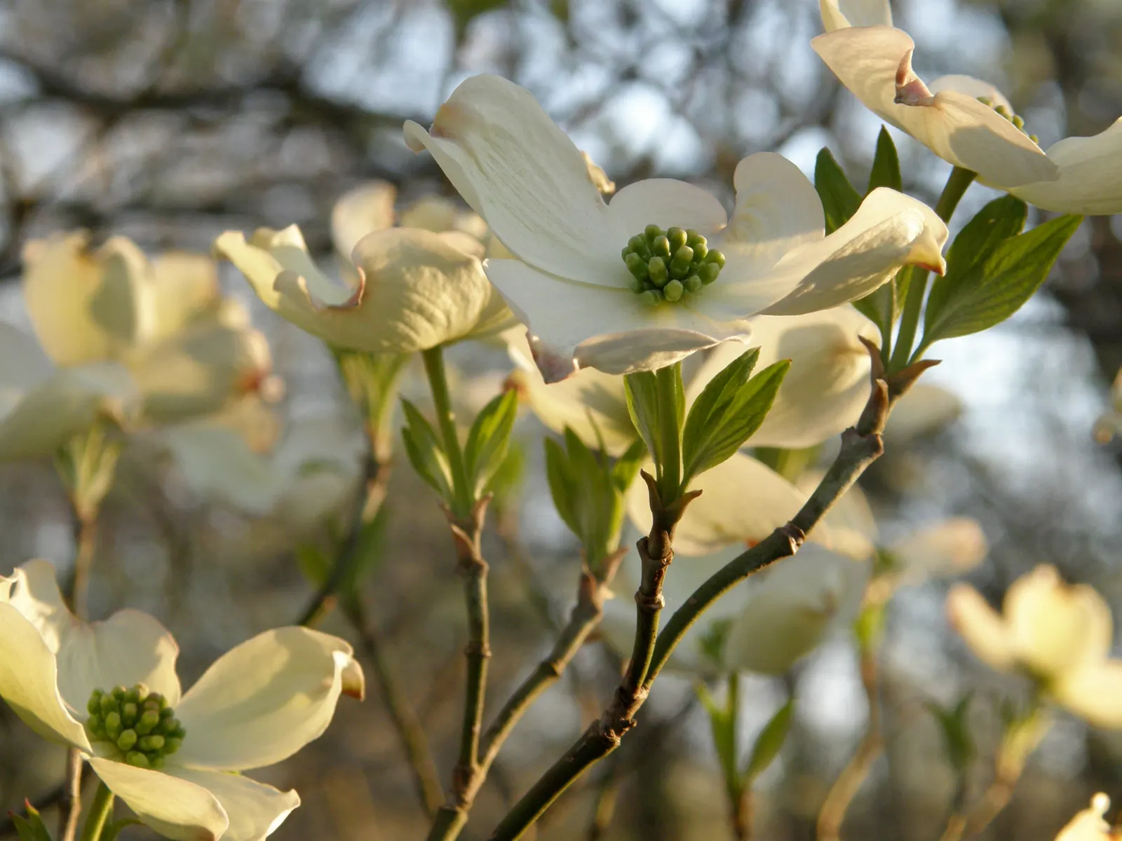 Mock Orange (Philadelphus Coronarius) — which burst into bloom in late spring to early summer; turning yellow in fall for a subtle display of autumn, image 38