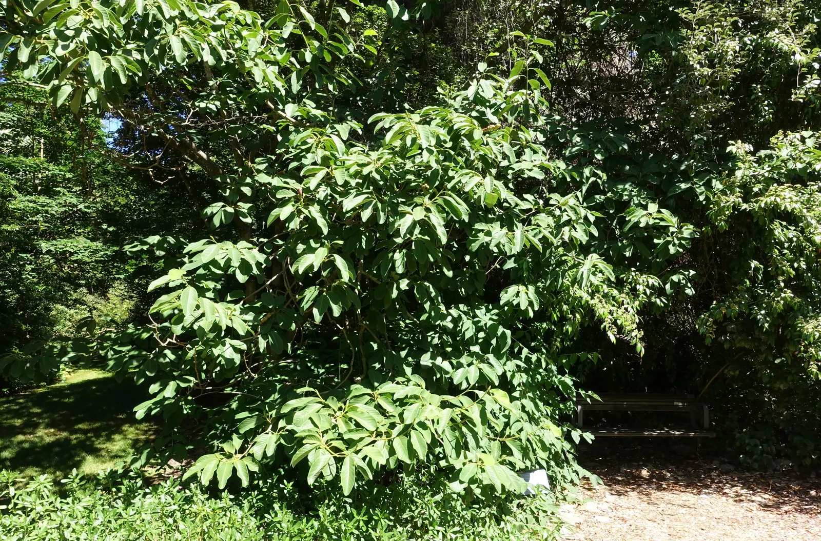 Mock Orange (Philadelphus Coronarius) — scientifically termed Philadelphus coronarius; shrub for full or half