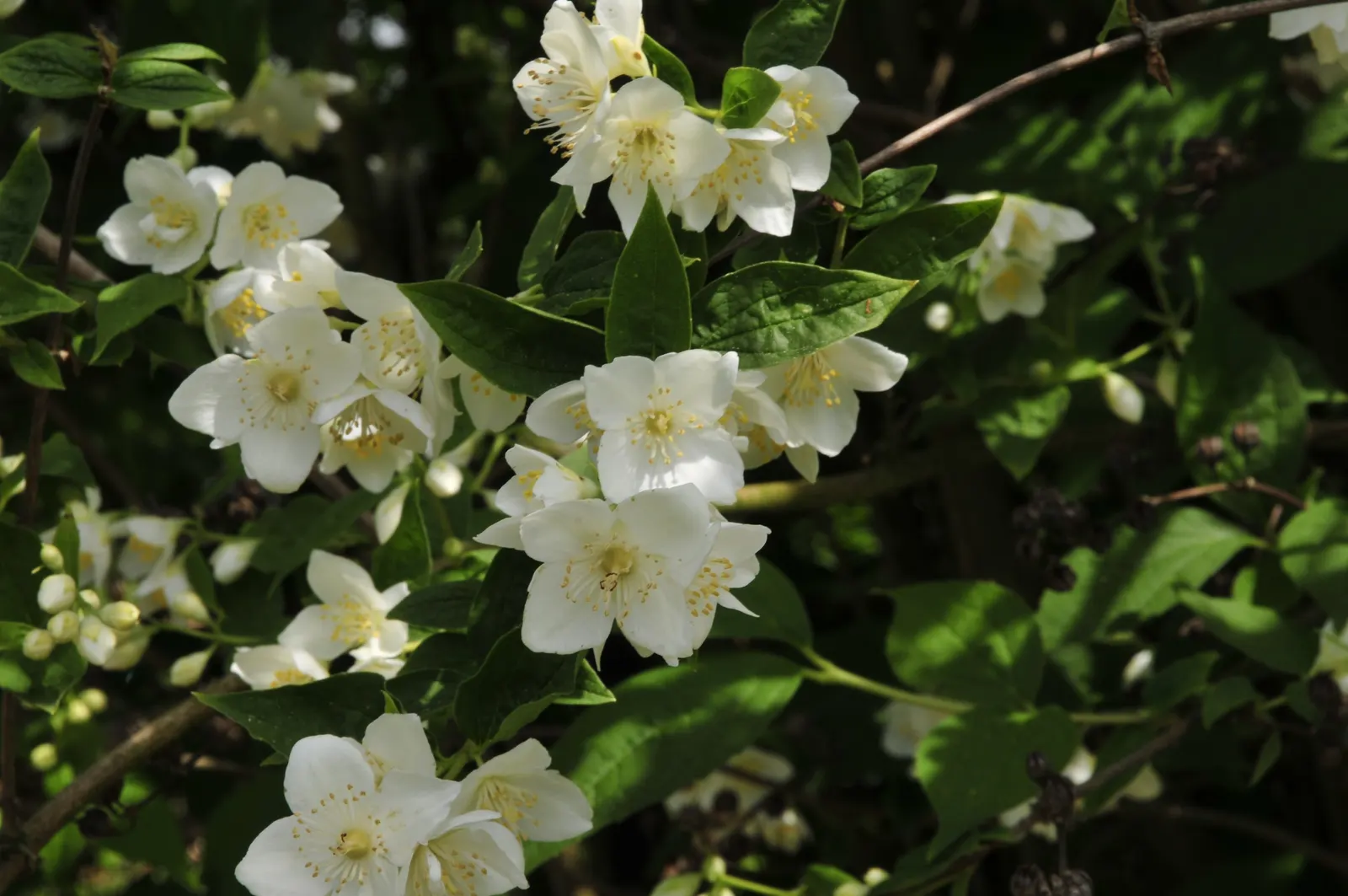 Mock Orange (Philadelphus Coronarius) — Regular pruning encourages vibrant growth; and prefers full sun to part shade, image 132