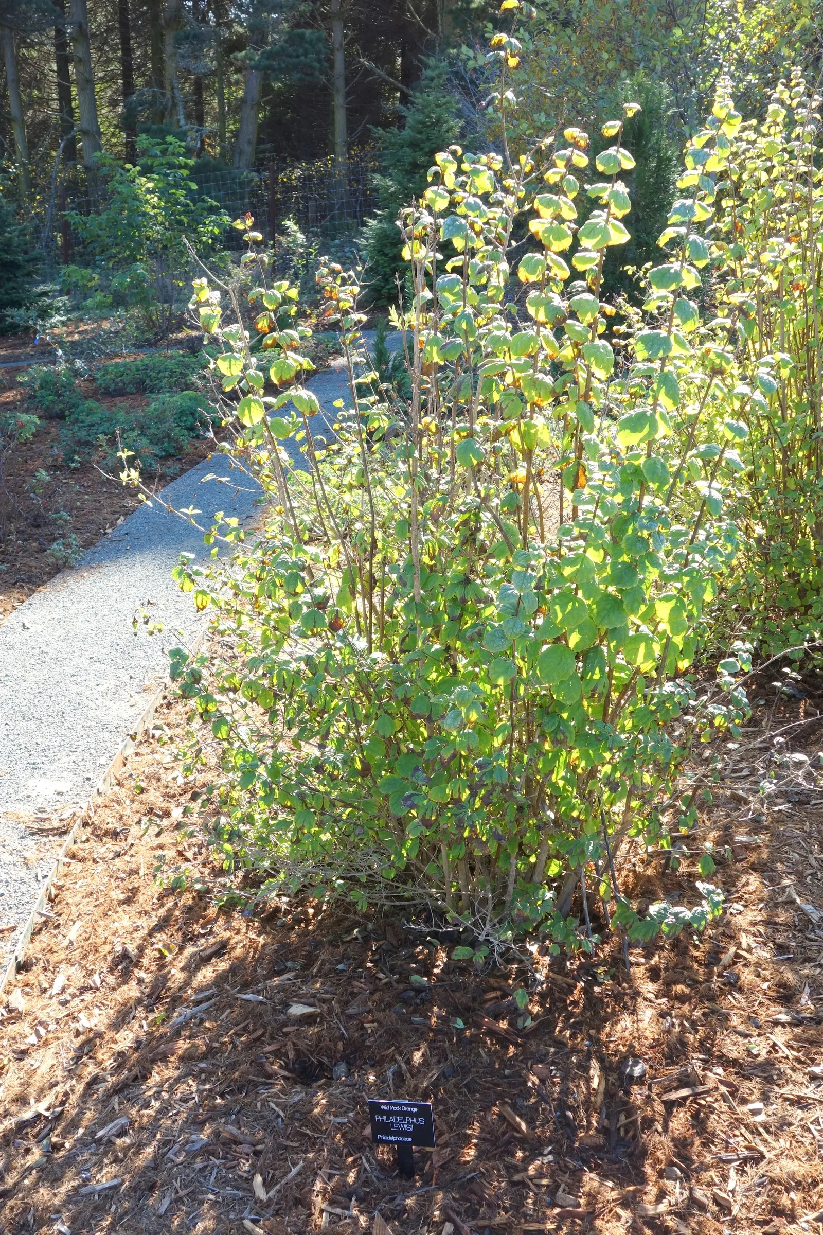 Mock Orange (Philadelphus Coronarius) — Hardy and low-maintenance, it features oval-shaped leaves and delicate white flowers that attract pollinators; ideal