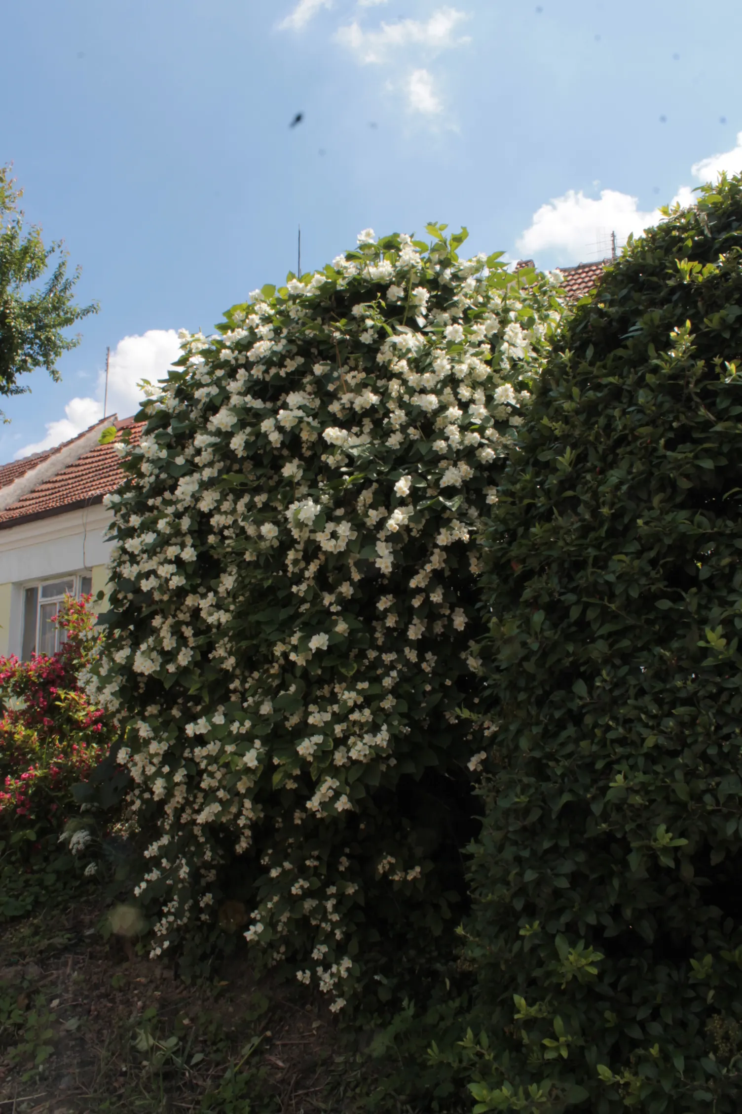 Mock Orange (Philadelphus Coronarius) — Hardy and low-maintenance, it features oval-shaped leaves and delicate white flowers that attract, image 147