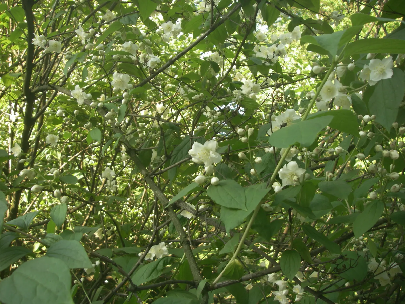 Mock Orange (Philadelphus Coronarius) — Hardy and low-maintenance, it features oval-shaped leaves and delicate white flowers that attract, image 35