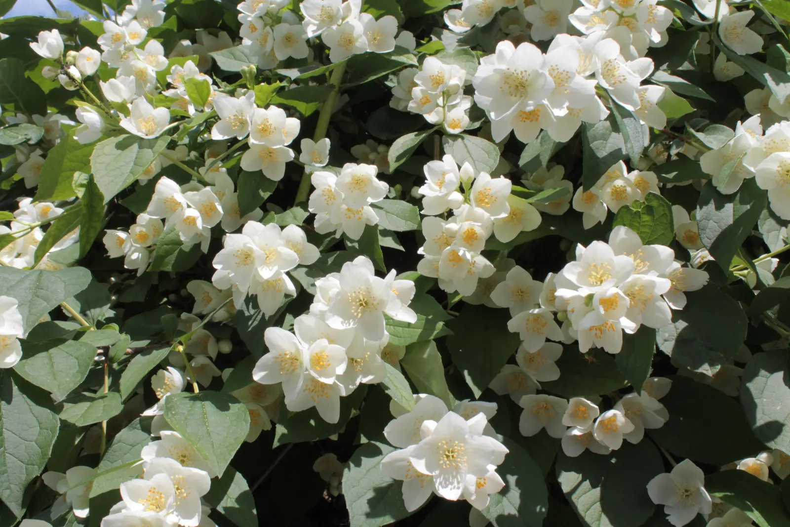 Mock Orange (Philadelphus Coronarius) — shrub for full or half; or as a standalone specimen in residential or park settings, image 144
