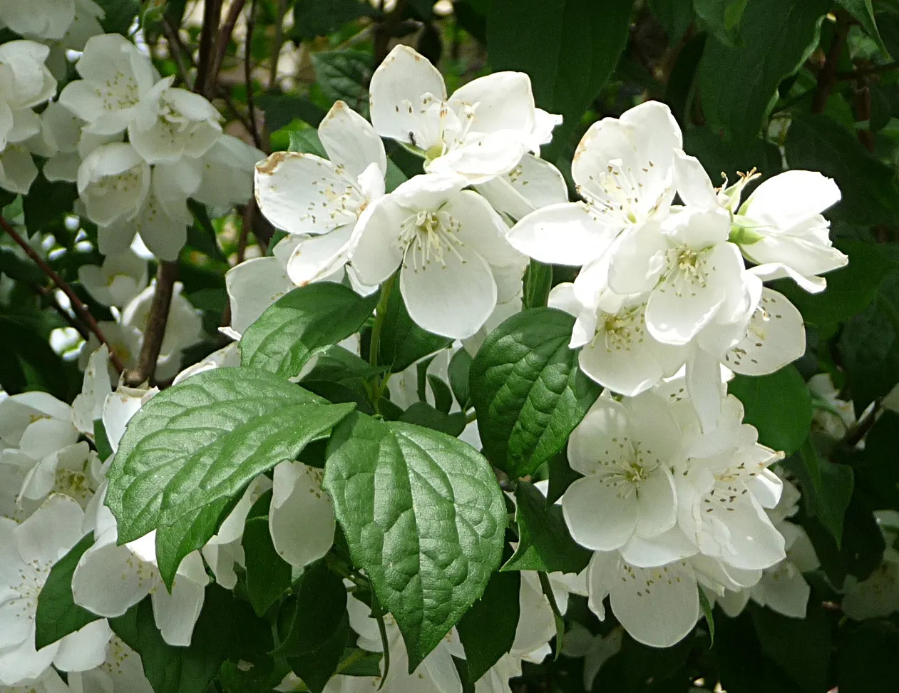 Mock Orange (Philadelphus Coronarius) — scientifically termed Philadelphus coronarius; shrub for full or half, image 37