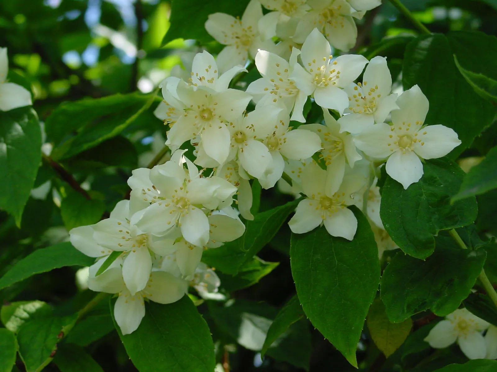 Mock Orange (Philadelphus Coronarius) — the Mock Orange thrives in medium moisture; scientifically termed Philadelphus coronarius, image 136