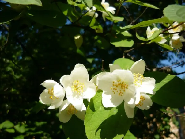 Mock Orange (Philadelphus Coronarius) — or as a standalone specimen in residential or park settings