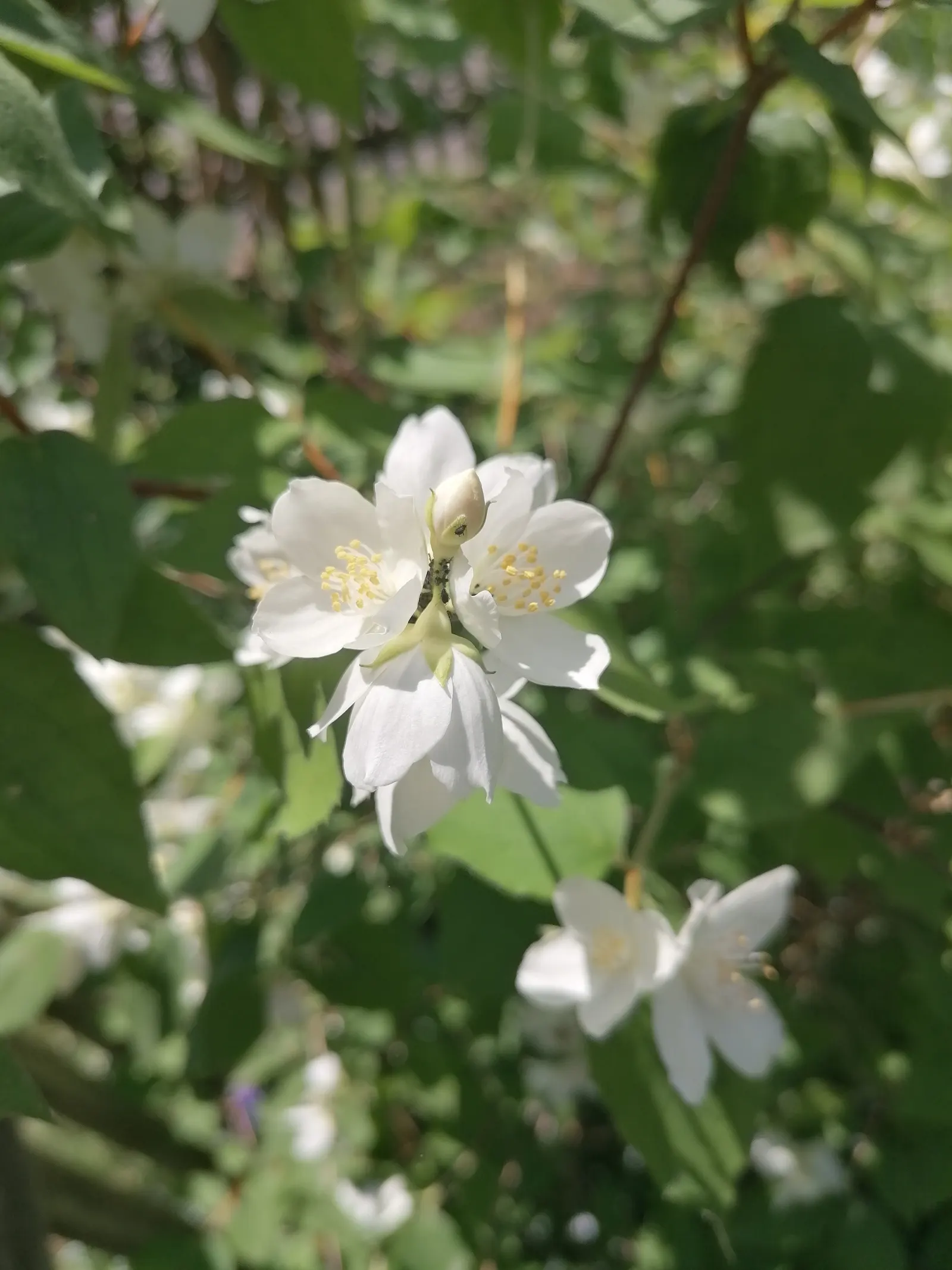 Mock Orange (Philadelphus Coronarius) — enriching garden aesthetics while attracting pollinators like butterflies and bees; it benefits from, image 75