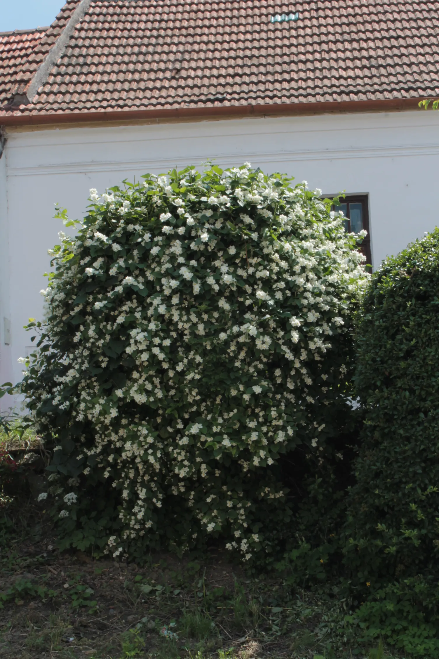 Mock Orange (Philadelphus Coronarius) — white flowers in the garden; shrub with white blooms, image 110