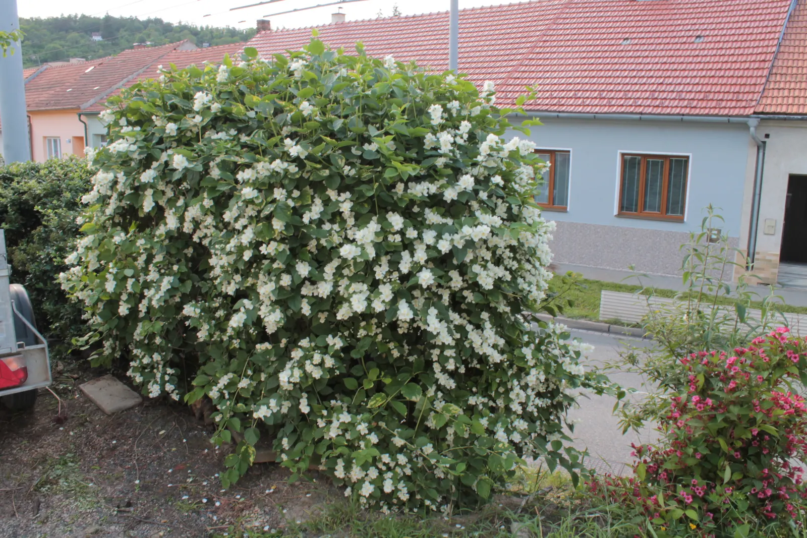 Mock Orange (Philadelphus Coronarius) — shrub with white blooms