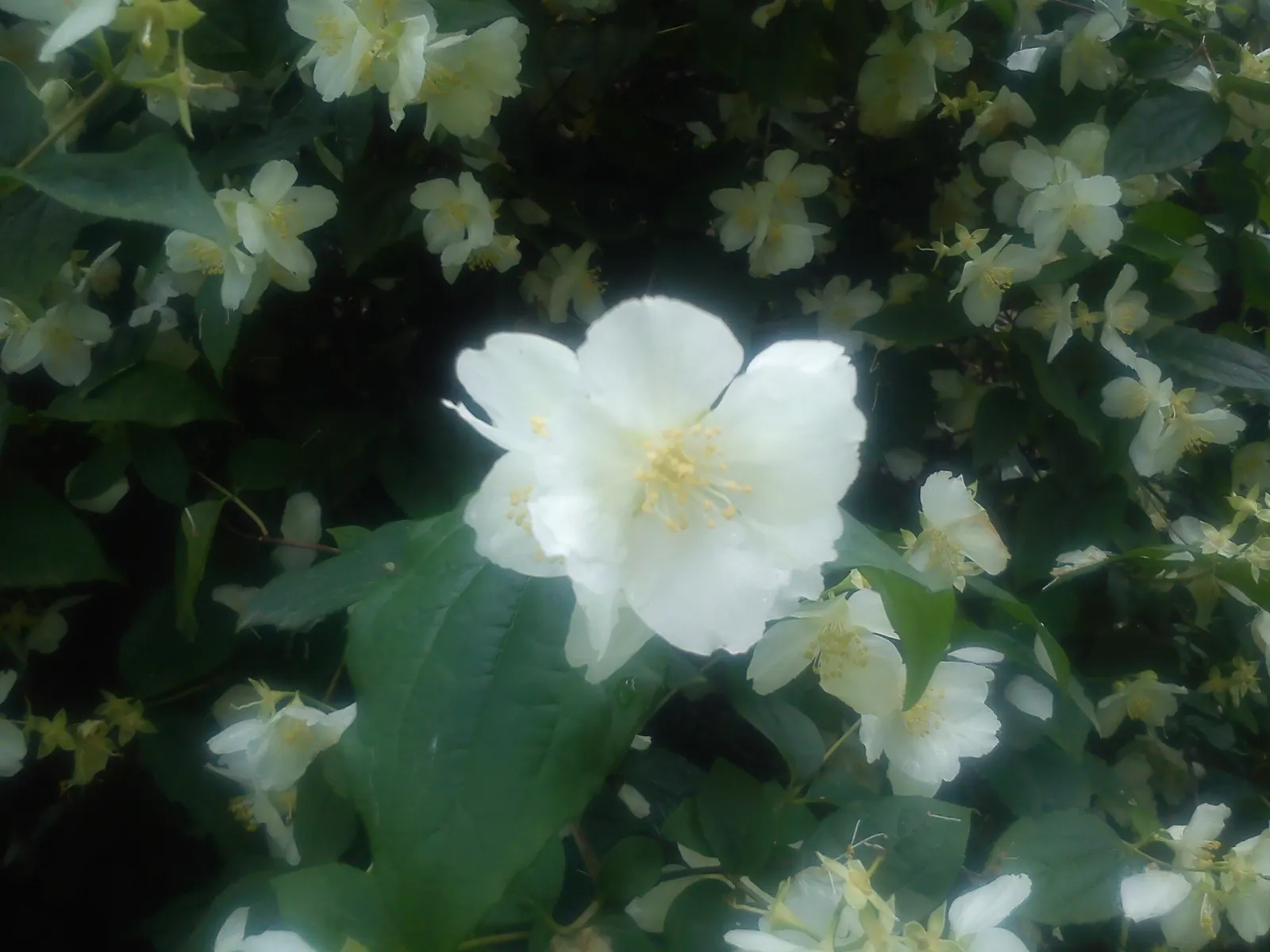 Mock Orange (Philadelphus Coronarius) — white flowers in the garden; shrub with white blooms, image 78