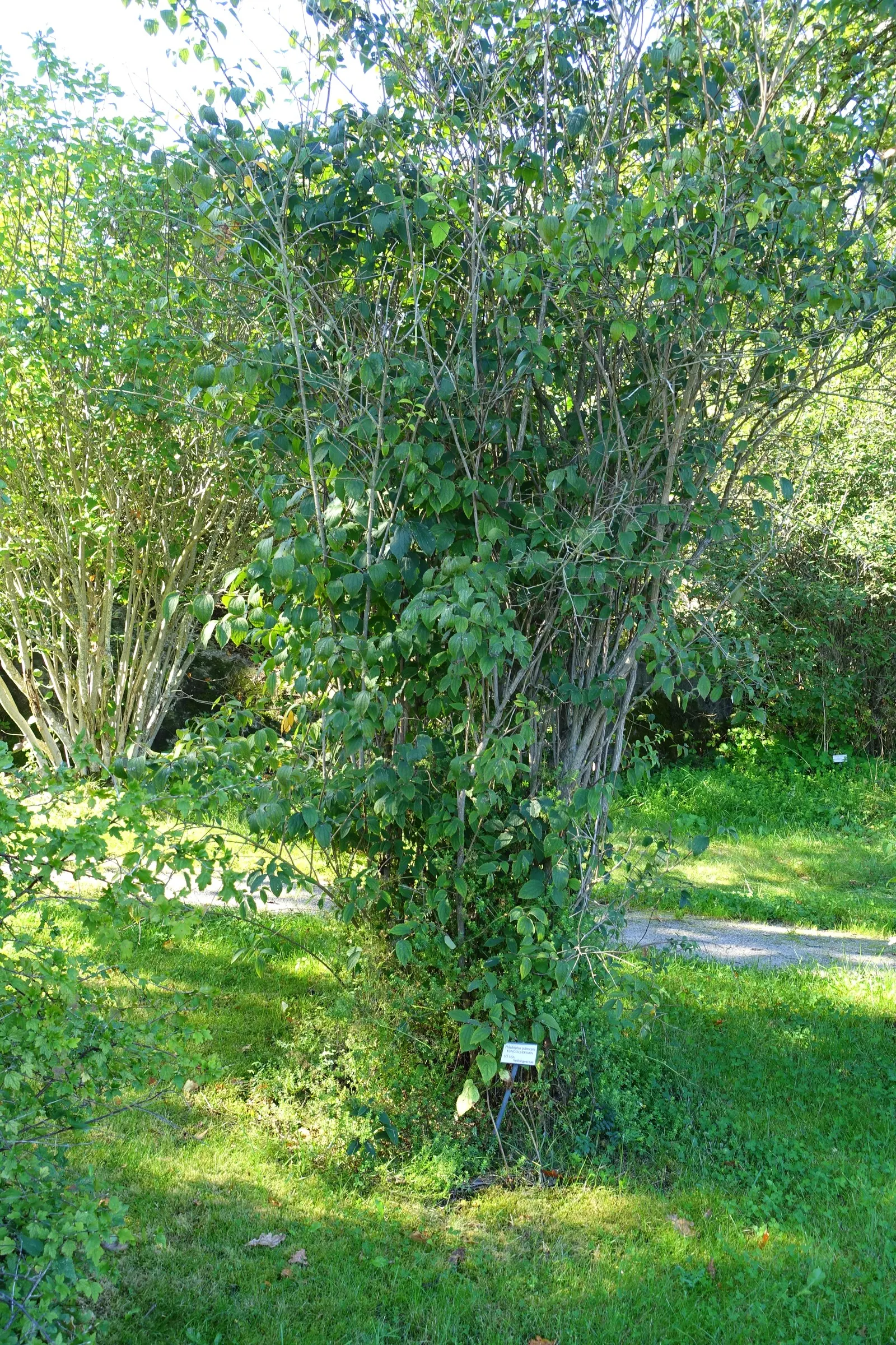 Mock Orange (Philadelphus Coronarius) — which burst into bloom in late spring to early summer; turning yellow in fall for a subtle display of autumn, image 150