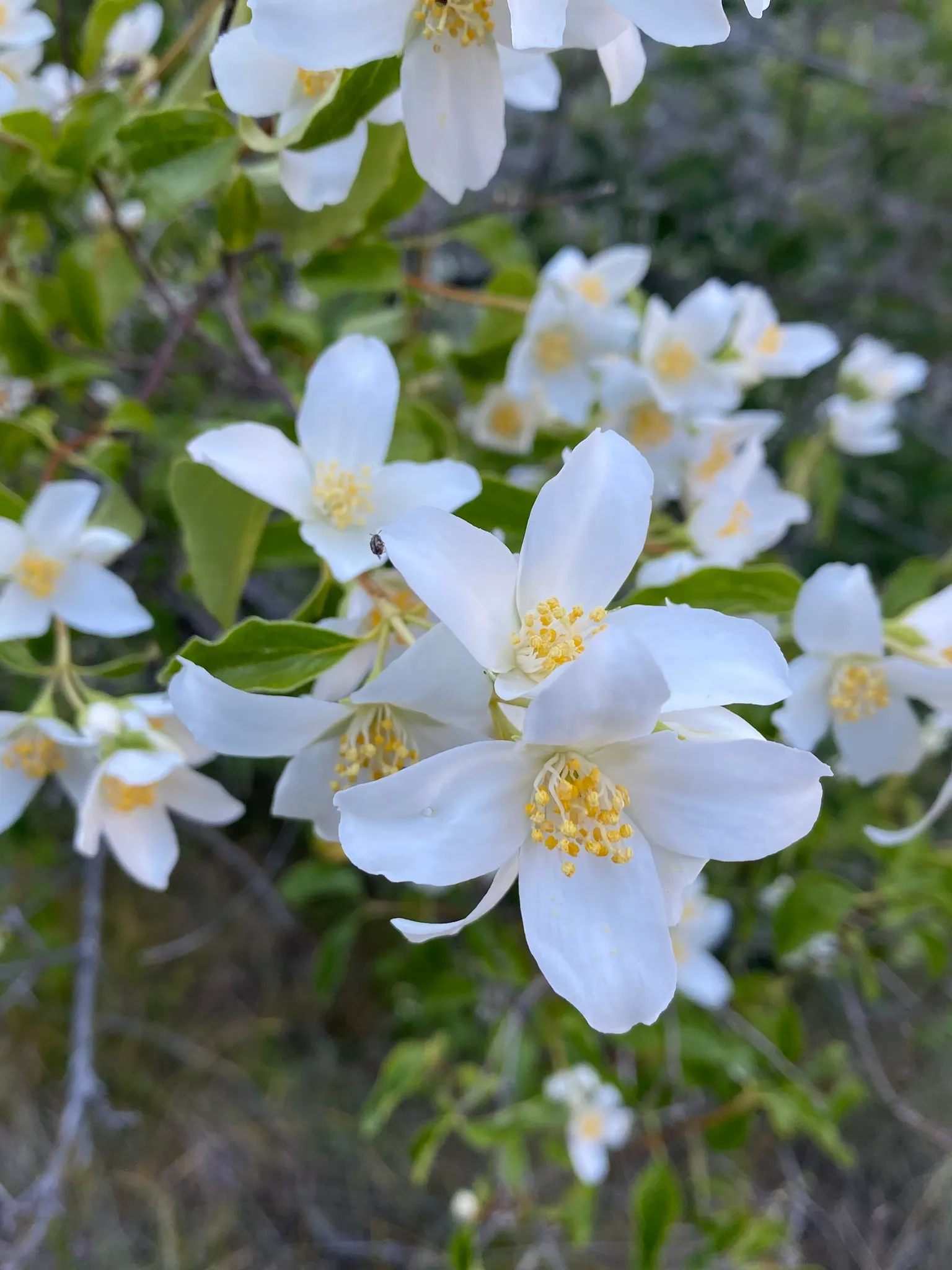 Mock Orange (Philadelphus Coronarius) — Its easy maintenance and adaptable nature make it an excellent choice for foundation plantings; it matures, image 76