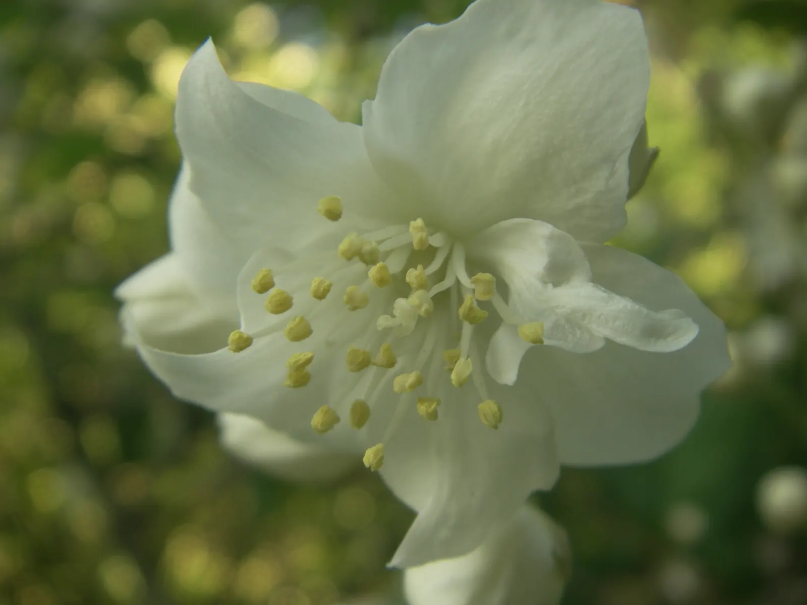 Mock Orange (Philadelphus Coronarius) — Its easy maintenance and adaptable nature make it an excellent choice for foundation plantings; it matures, image 124