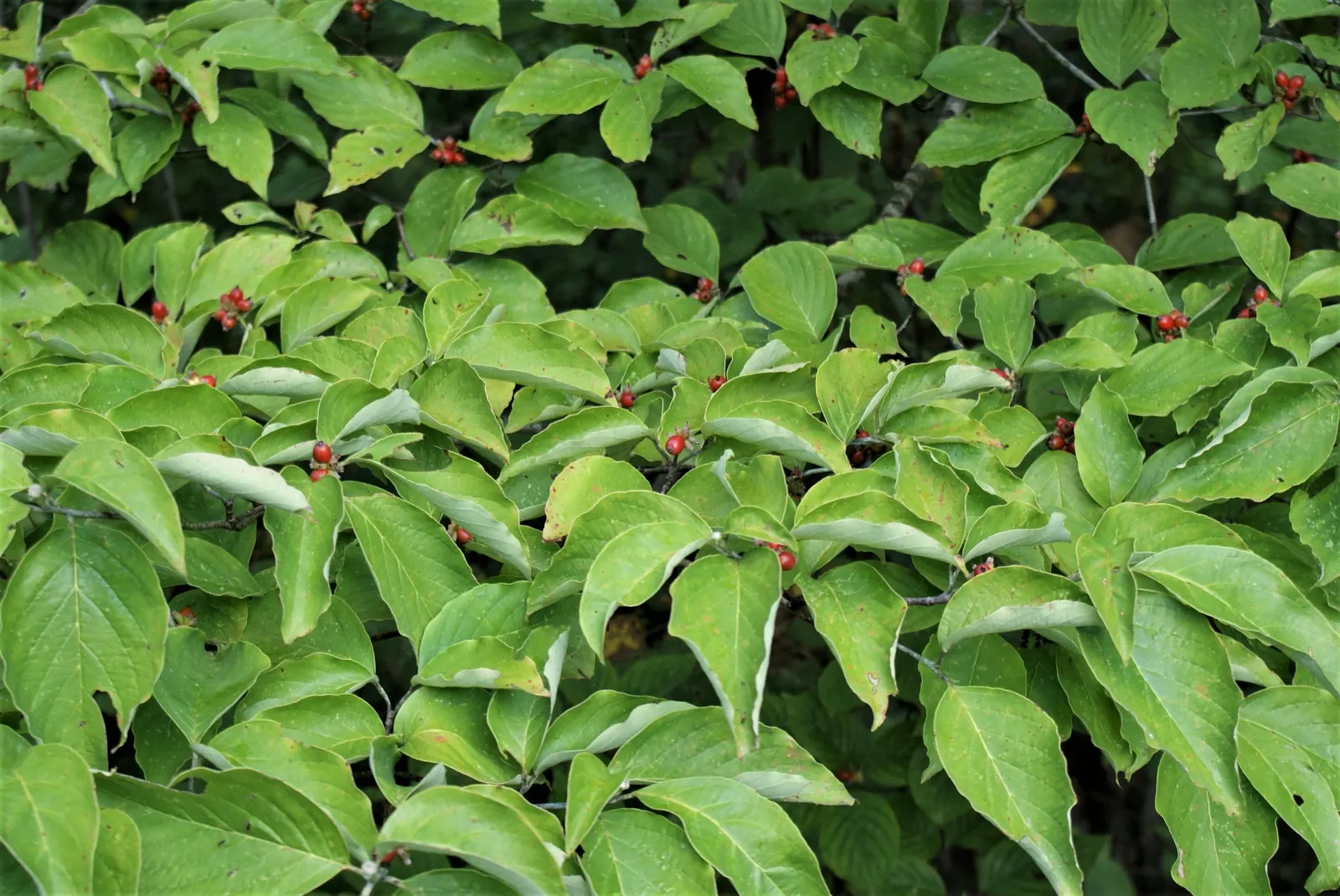 Mock Orange (Philadelphus Coronarius) — Hardy and low-maintenance, it features oval-shaped leaves and delicate white flowers that attract, image 131