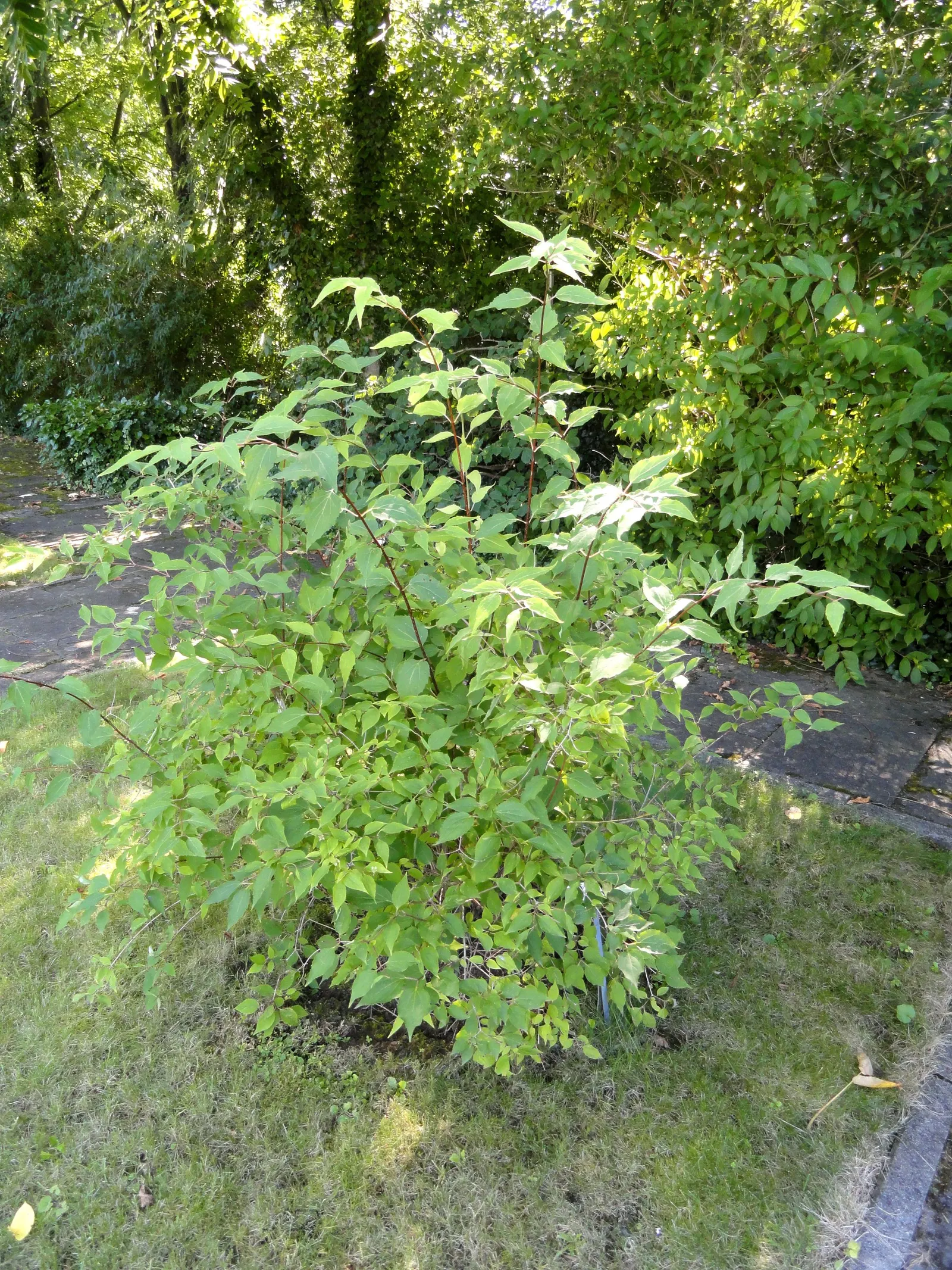 Mock Orange (Philadelphus Coronarius) — and prefers full sun to part shade; its easy maintenance and adaptable nature make it an excellent choice, image 73