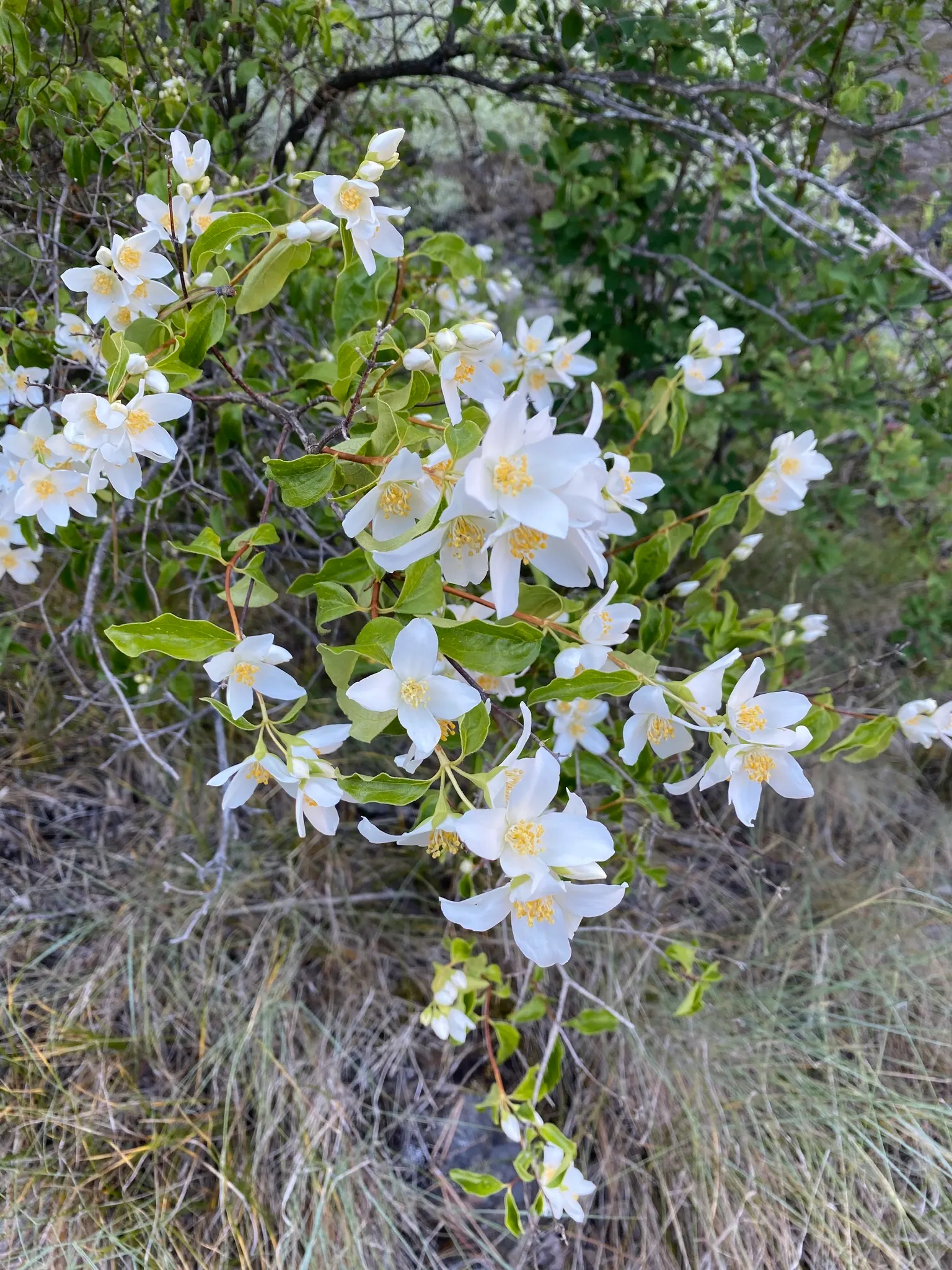 Mock Orange (Philadelphus Coronarius) — or as a standalone specimen in residential or park settings; the Mock Orange thrives in medium moisture, image 77