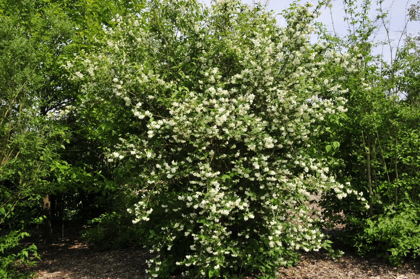 Mock Orange (Philadelphus Coronarius) — It benefits from occasional pruning immediately after flowering; hardy and low-maintenance, it features, image 138