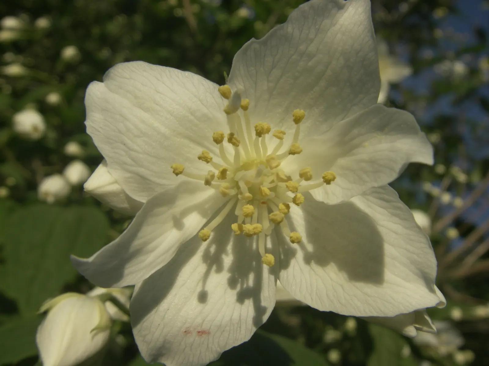 Mock Orange (Philadelphus Coronarius) — It benefits from occasional pruning immediately after flowering; hardy and low-maintenance, it features, image 122