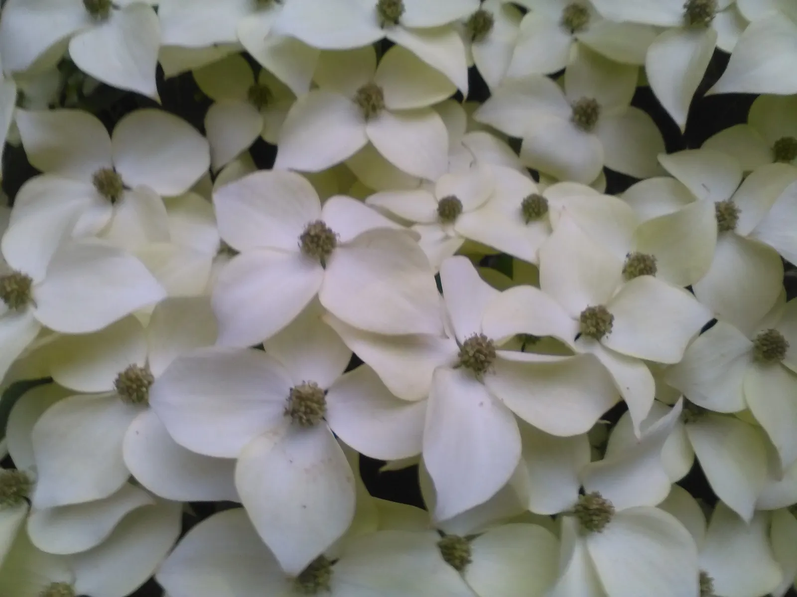 Mock Orange (Philadelphus Coronarius) — and prefers full sun to part shade; its easy maintenance and adaptable nature make it an excellent choice, image 41